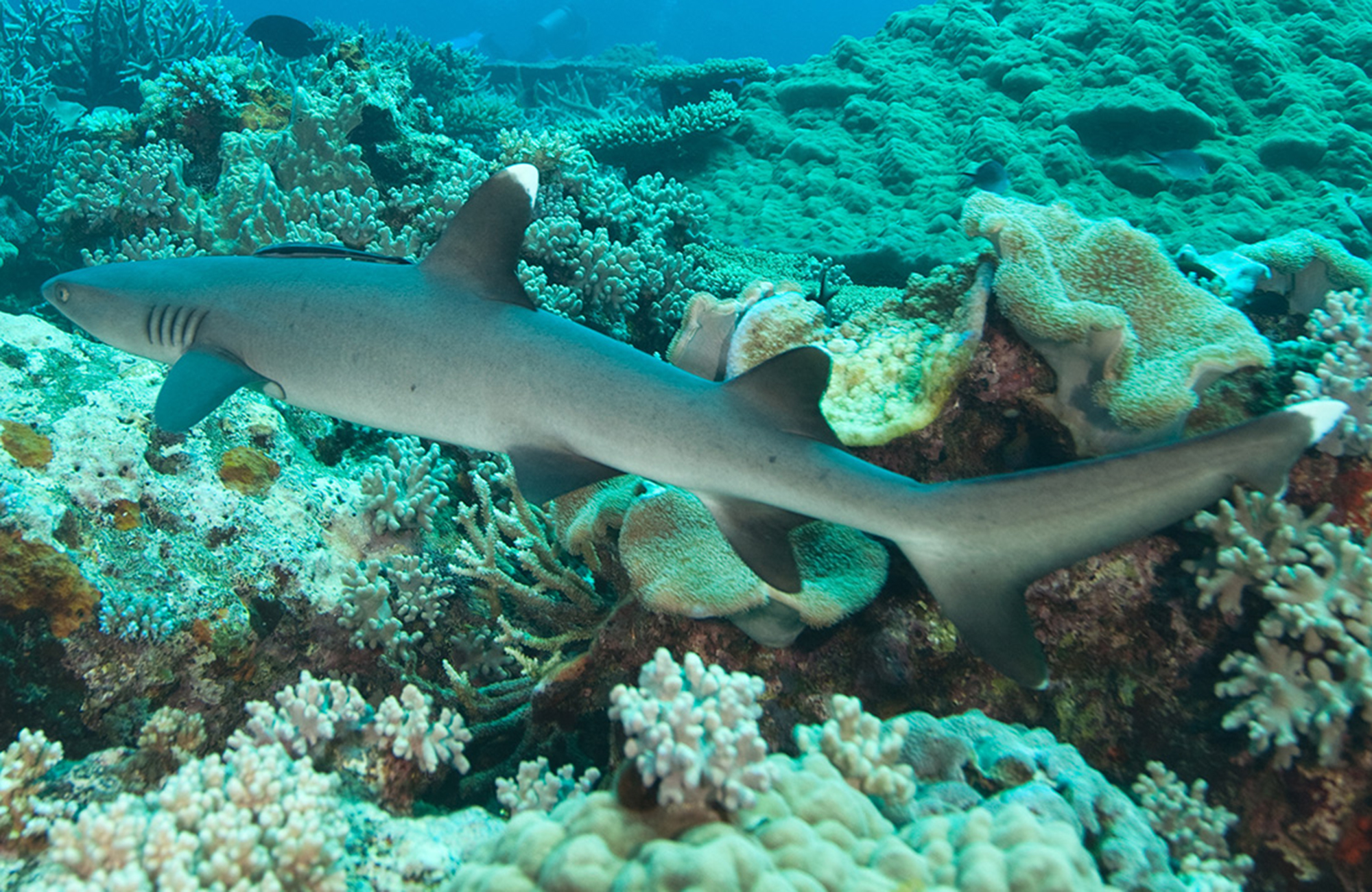 Reef shark i Fiji
