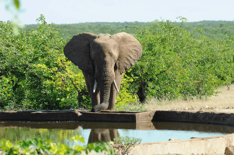 Elephant At The Waterhole Of Volunteer Project In Botswana