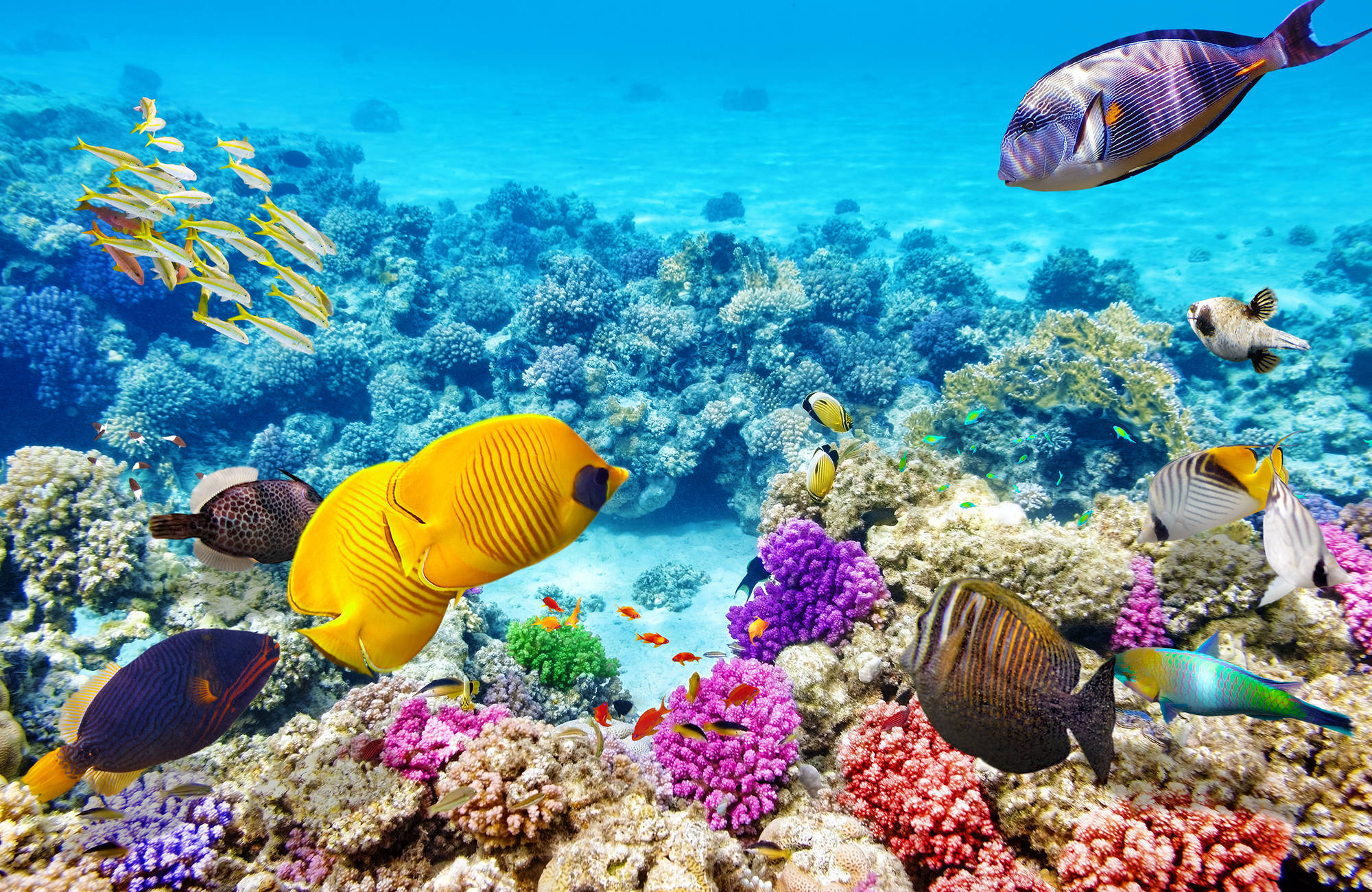 australia-great-barrier-reef-cover
