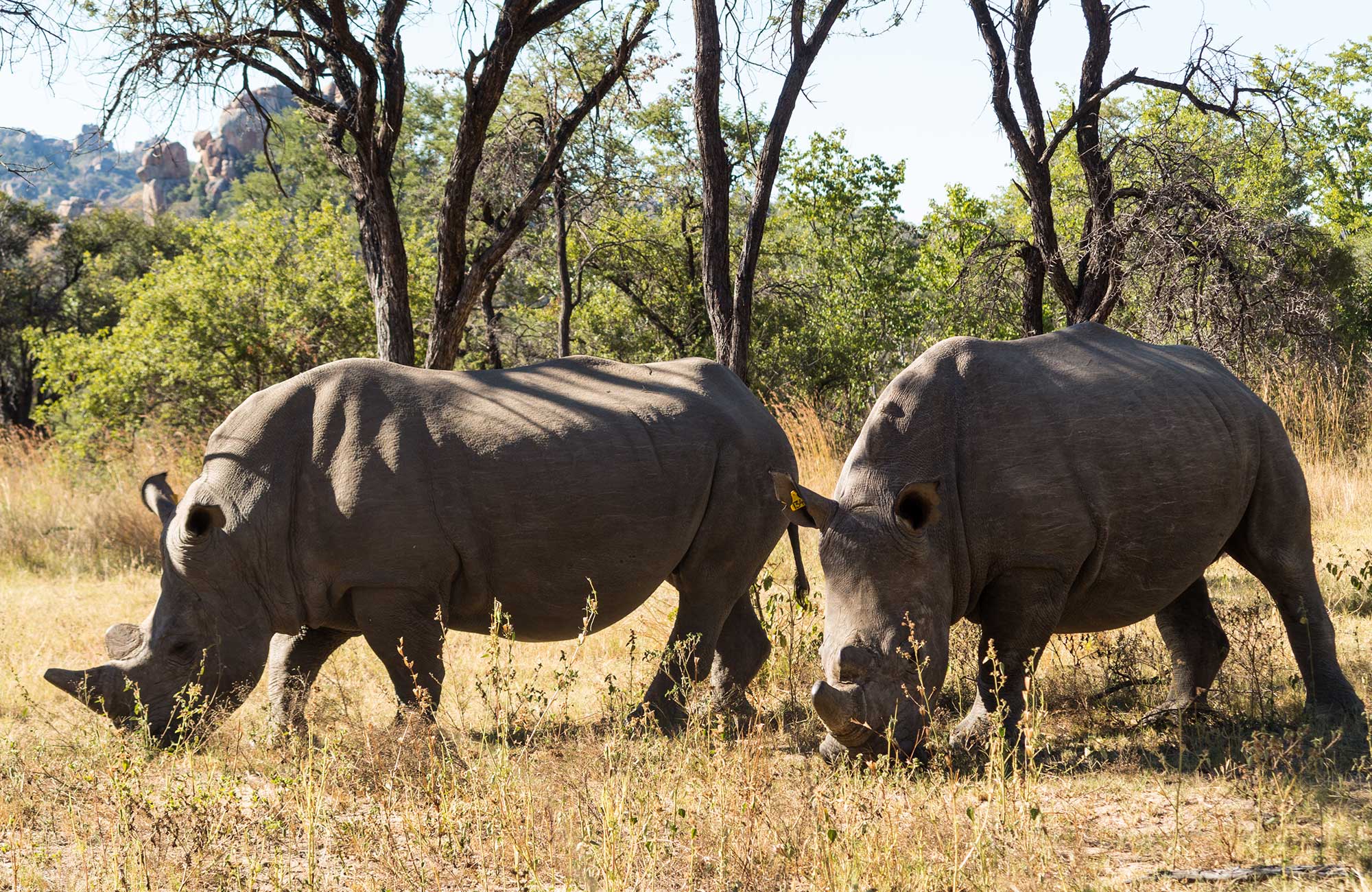 Två noshörningar på en savann.