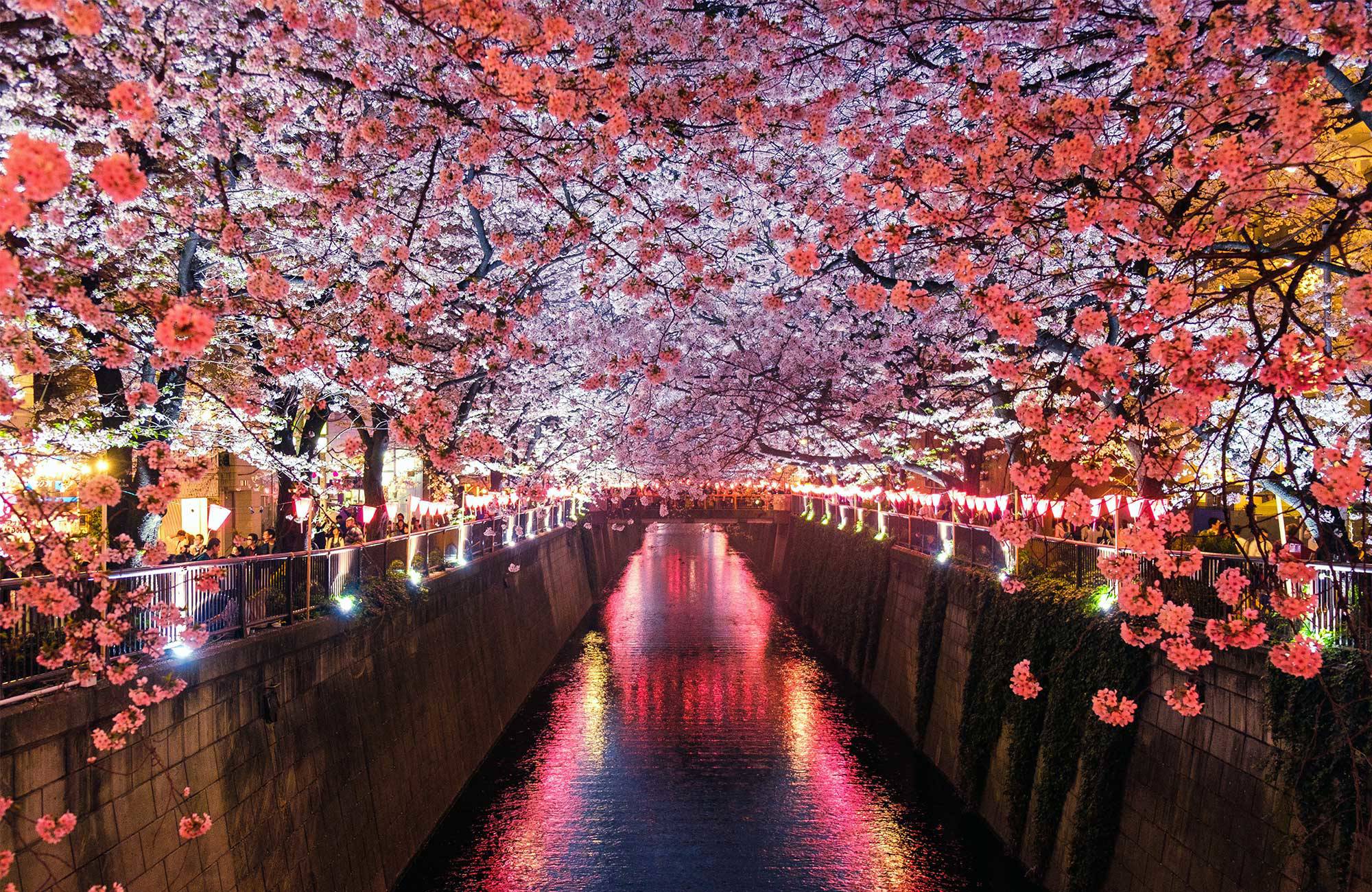En flod med blomstrande körsbärsträd i Japan under en resa i april
