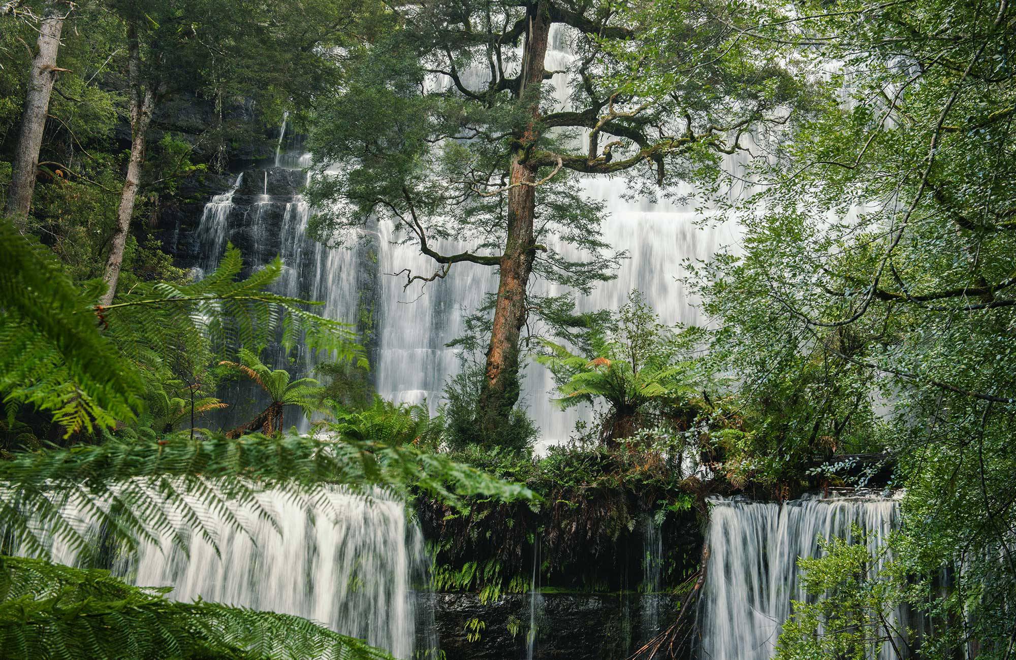 Russel falls i mount field national park i tasmanien