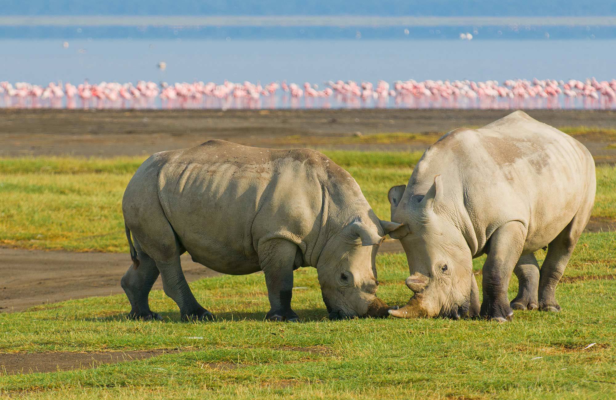 När du reser till Kenya måste du försöka skymta dessa två noshörningar samt flamingos.