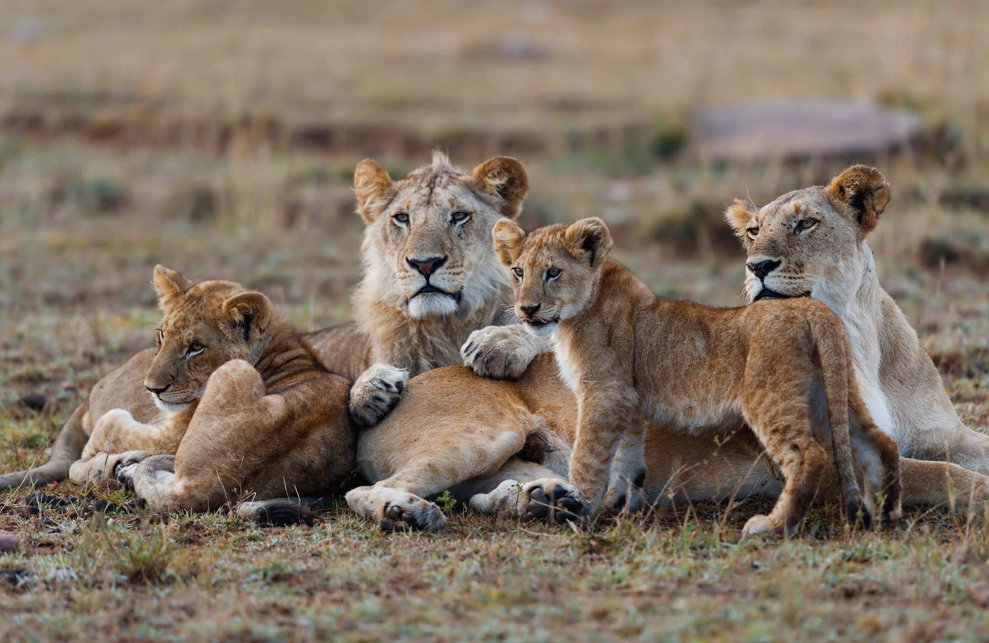 En lejonhona och sina ungar under safari på en resa i Kenya.