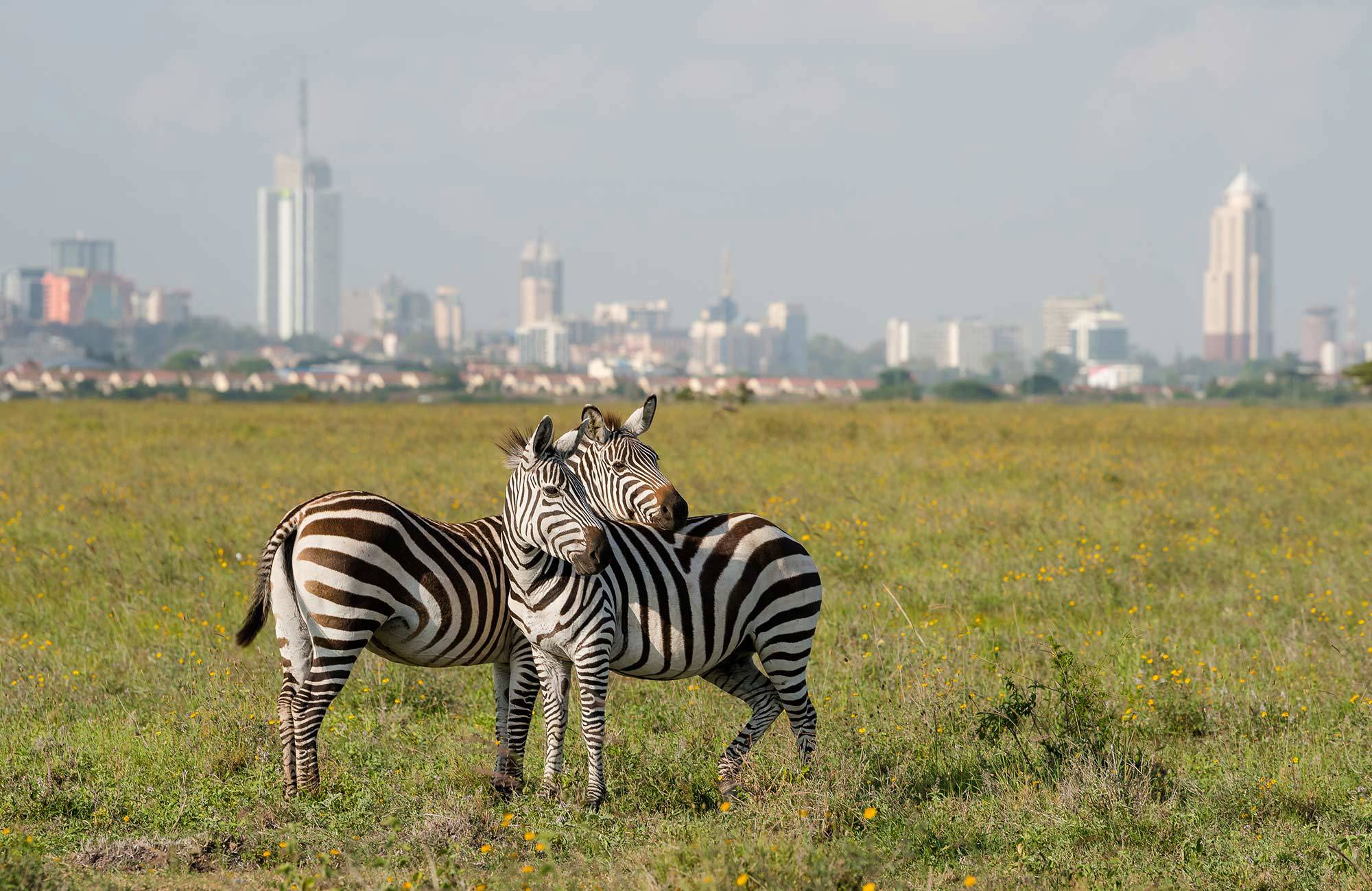 två zebror i nairobi under en resa till afrika