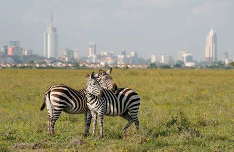 Utanför Nairobi vandra vilda zebror på en stor öppen gräsyta.