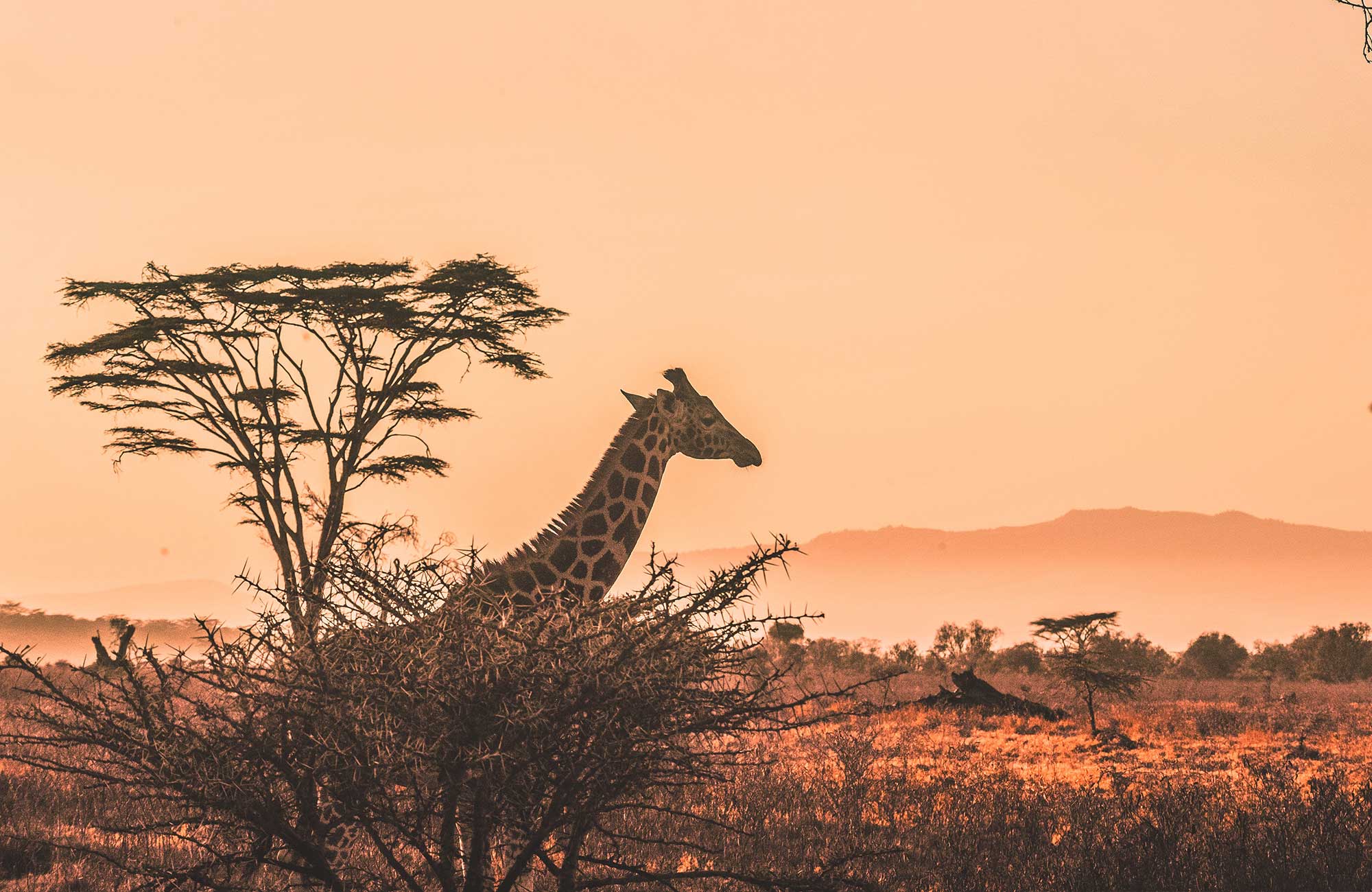 En giraff i solnedgången på safari i Afrika.