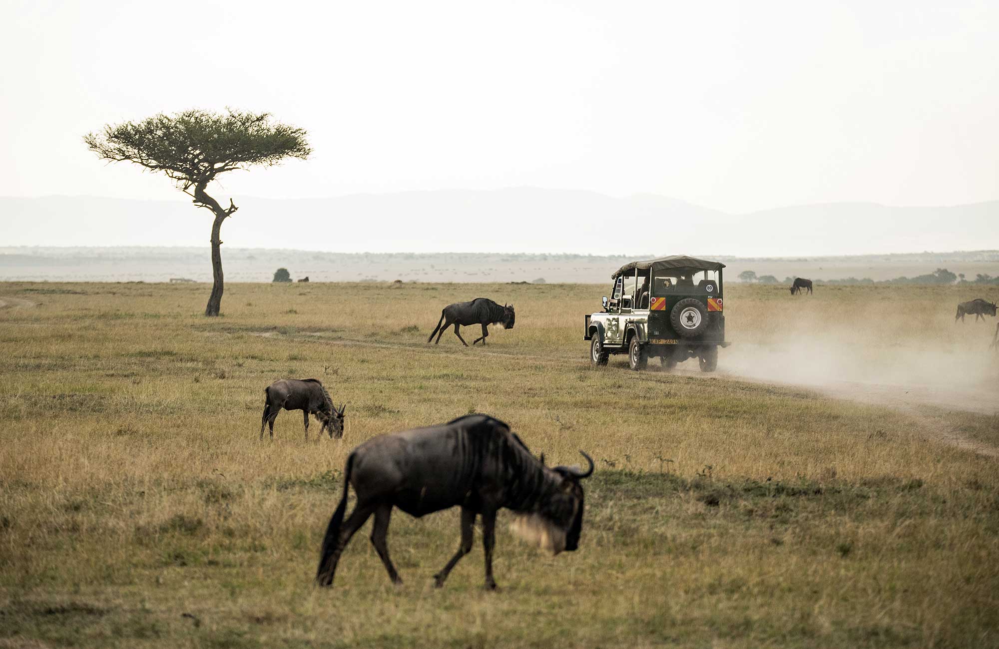 En jeep kör över savannen med bufflar som sällskap.