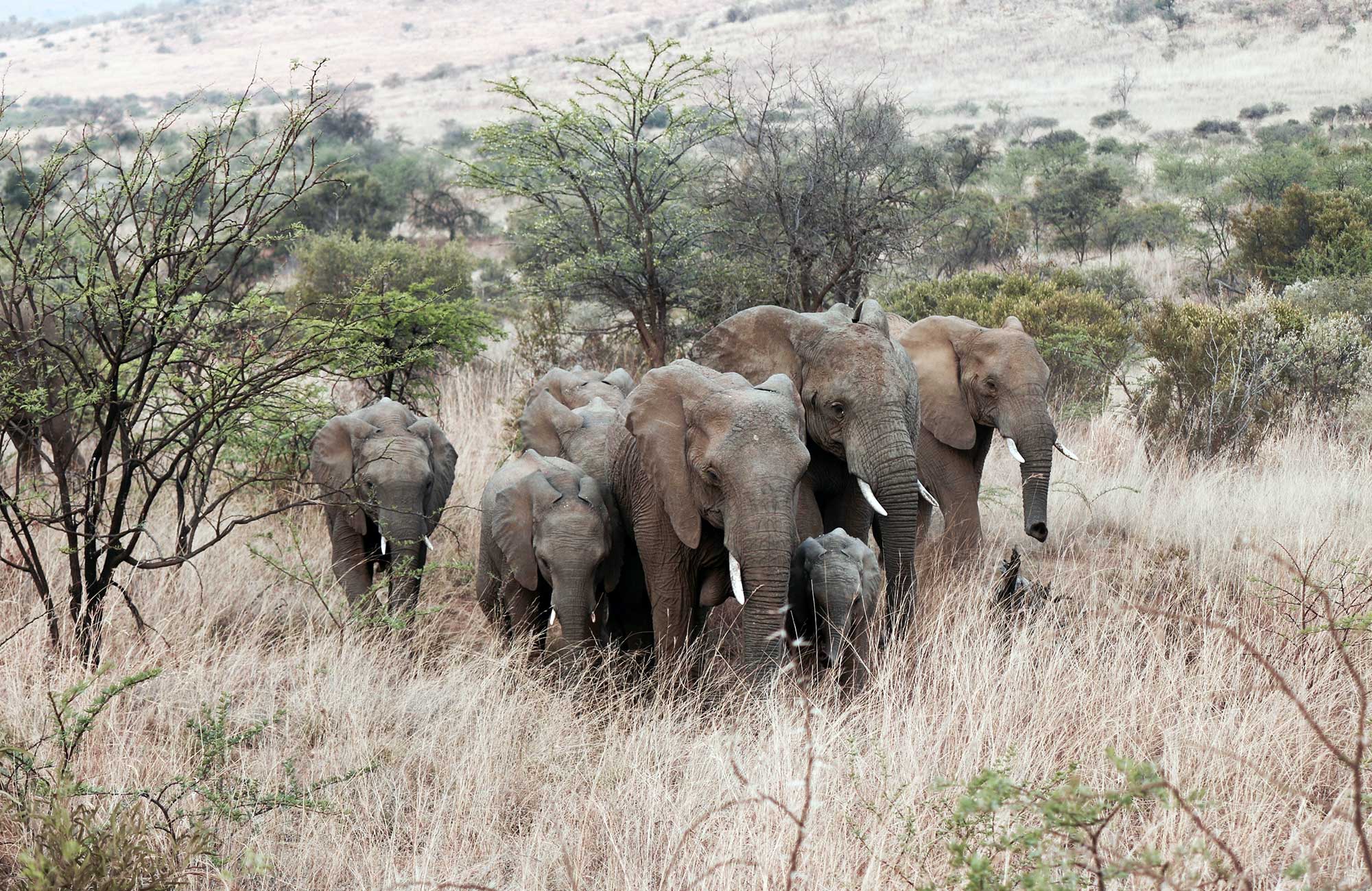 En grupp av elefanter under ett safari i Afrika.