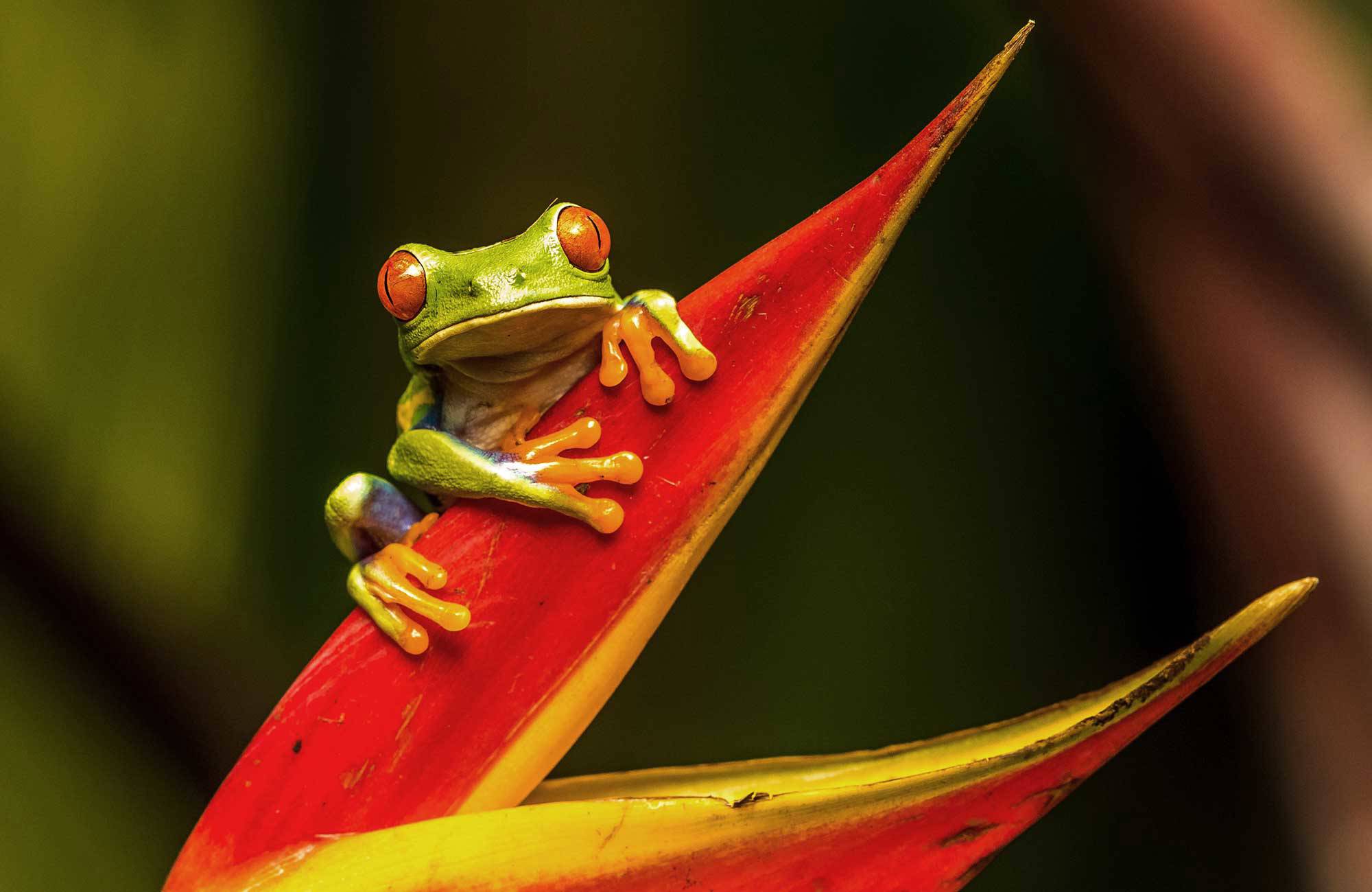 Grön groda på en röd blomma som kan återfinnas i Costa Ricas djungel.