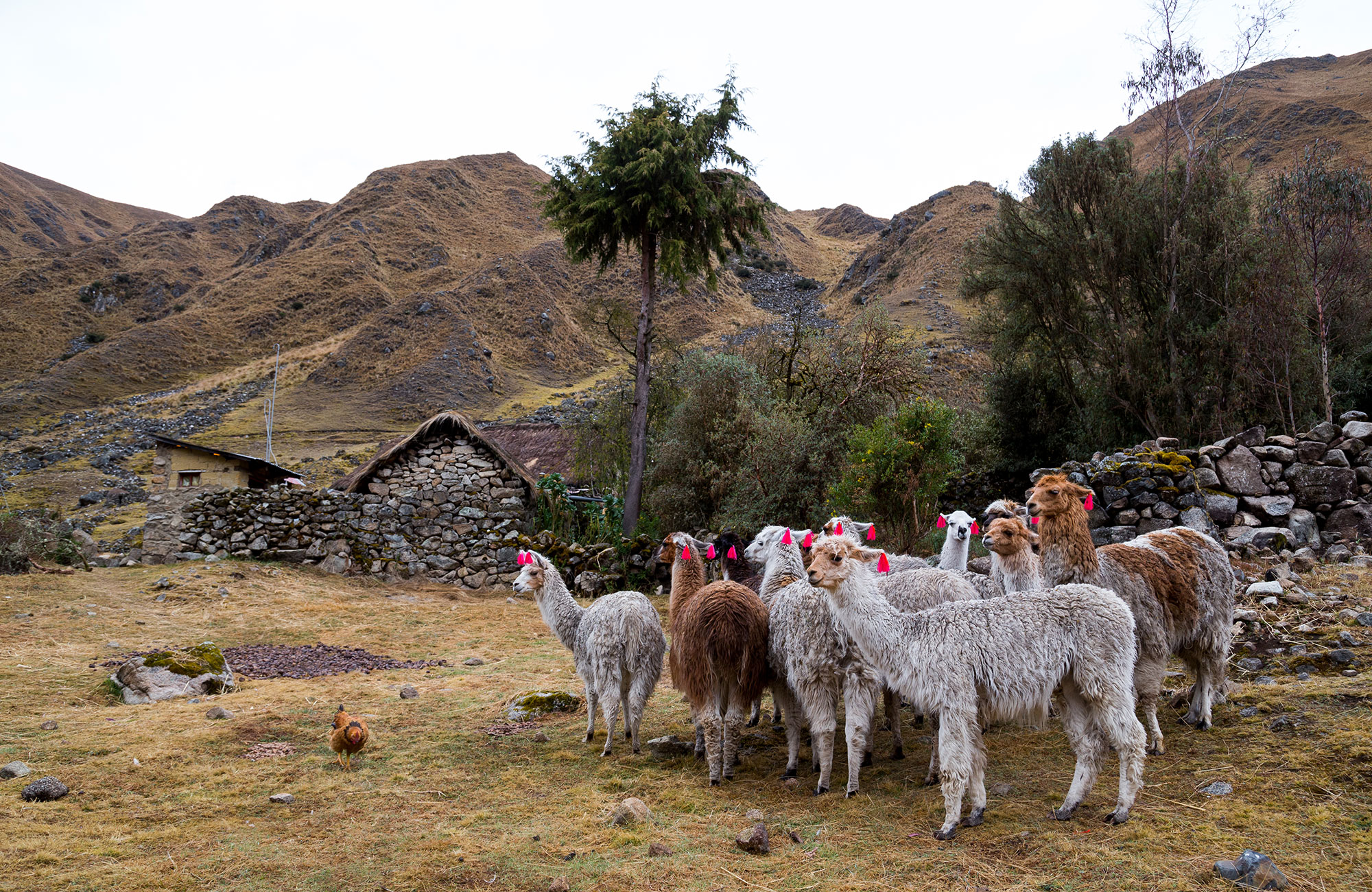 peru-lares-andes-house-lamas
