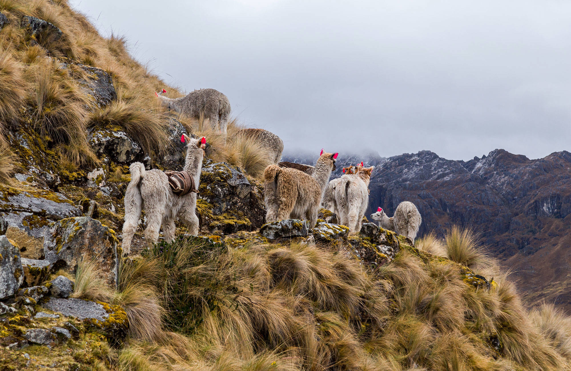 Lamor på Inkaleden i Peru | Trekking Peru & Colombia | KILROY