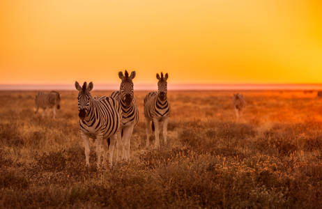 Tre zebror på en savann i Namibia.