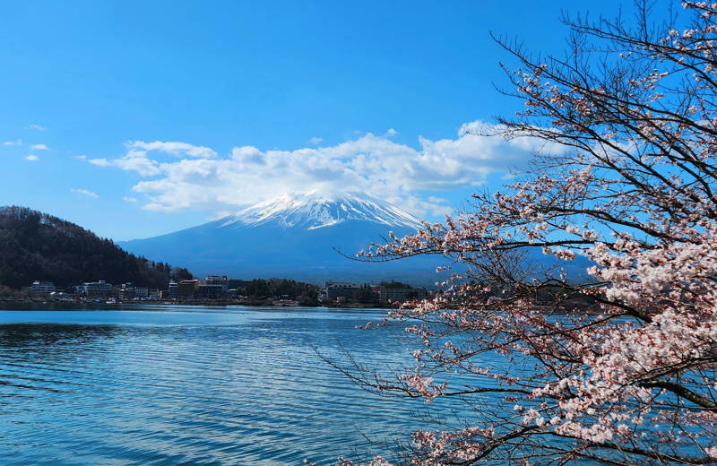 Cherry blossom in at lake Kawaguchiko, with Mt. Fuji in the background