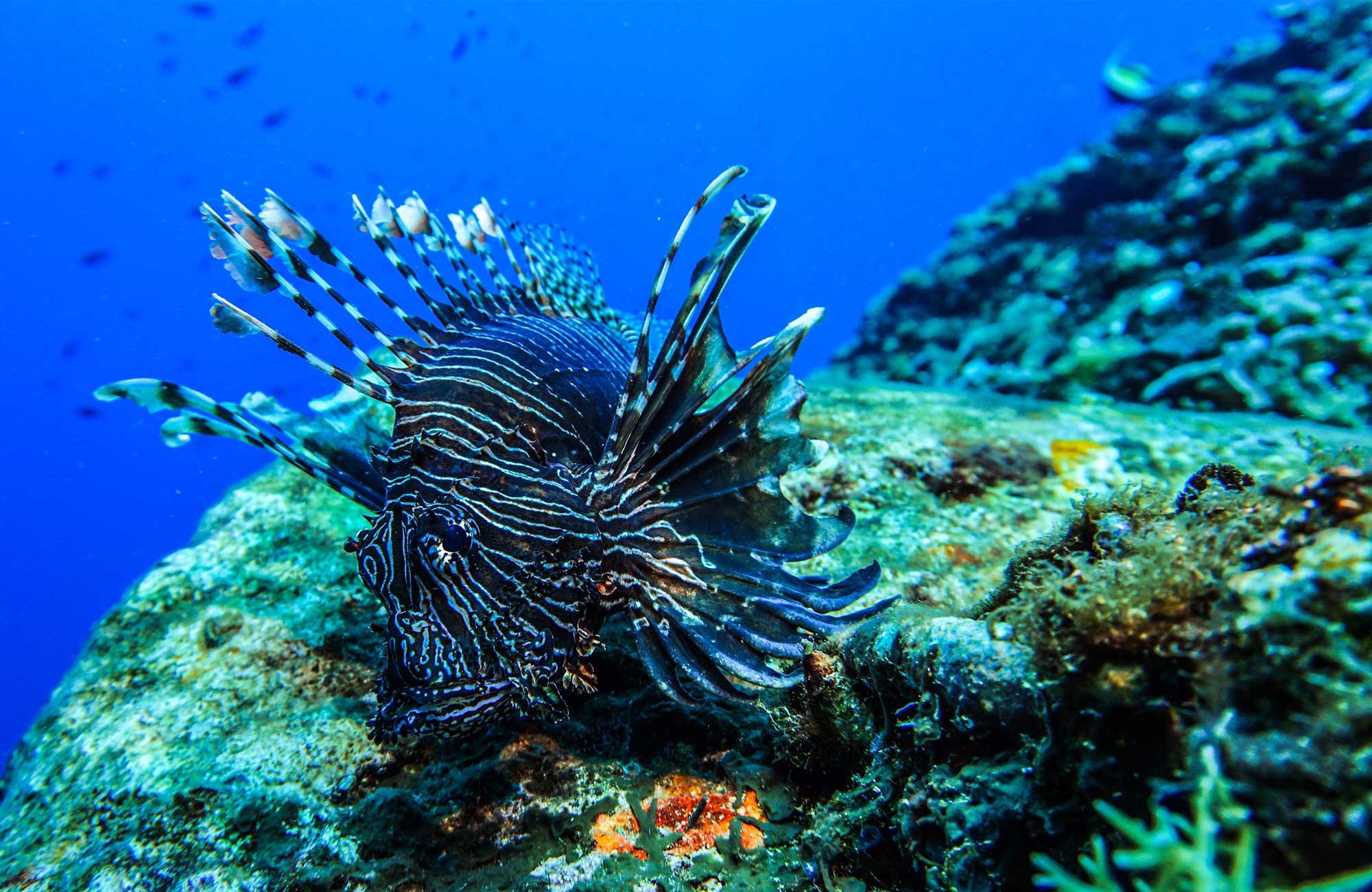 En drakfisk under en dykning på bali