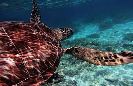 havssköldpadda simmar i havet vid filippinerna