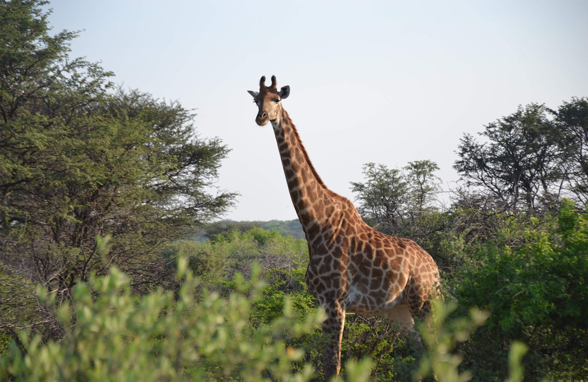 En bil på safari i Kenya möte zebror i nationalparken Masai Mara | KILROY