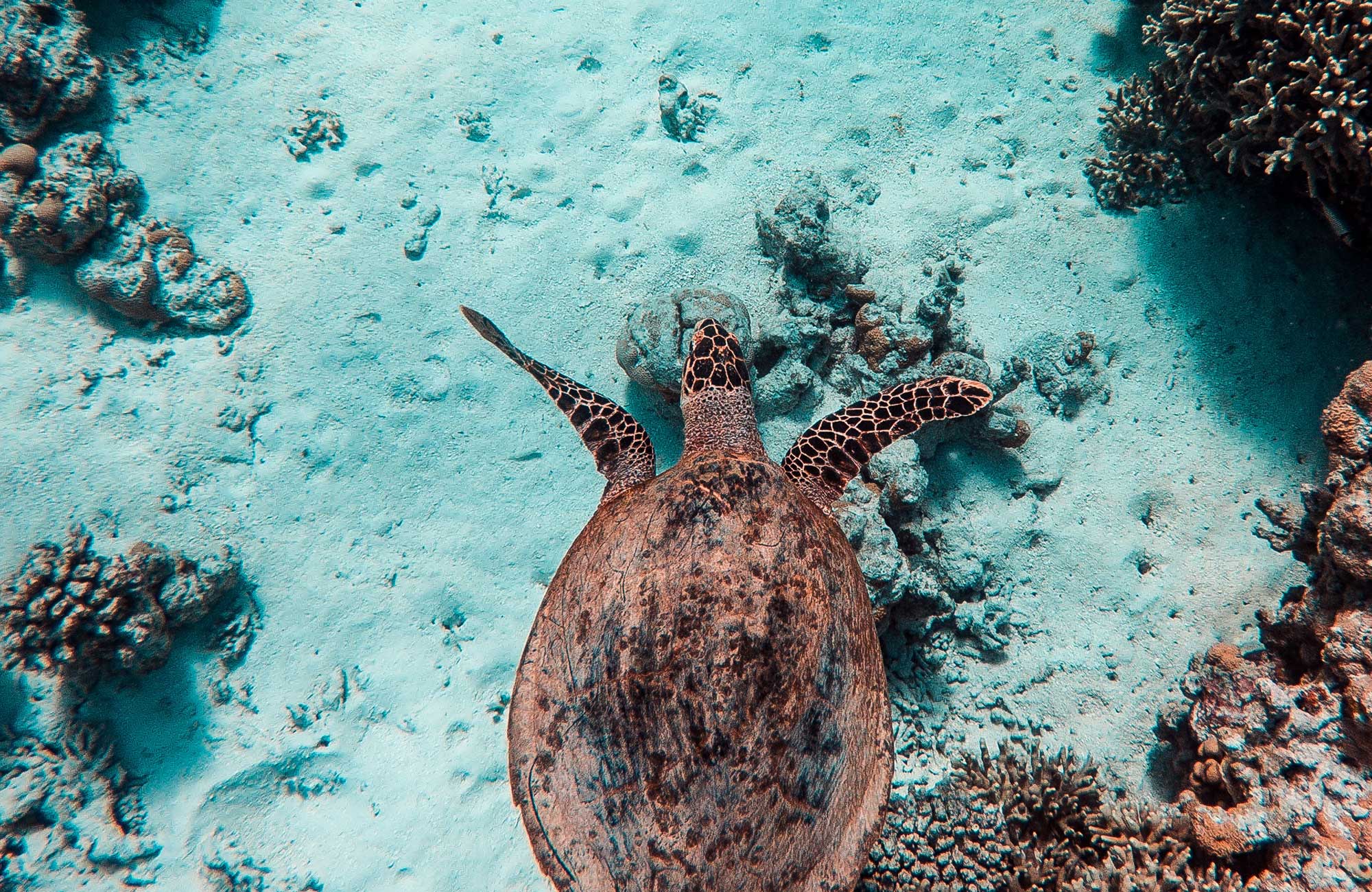 en havssköldpadda vid maldiverna 