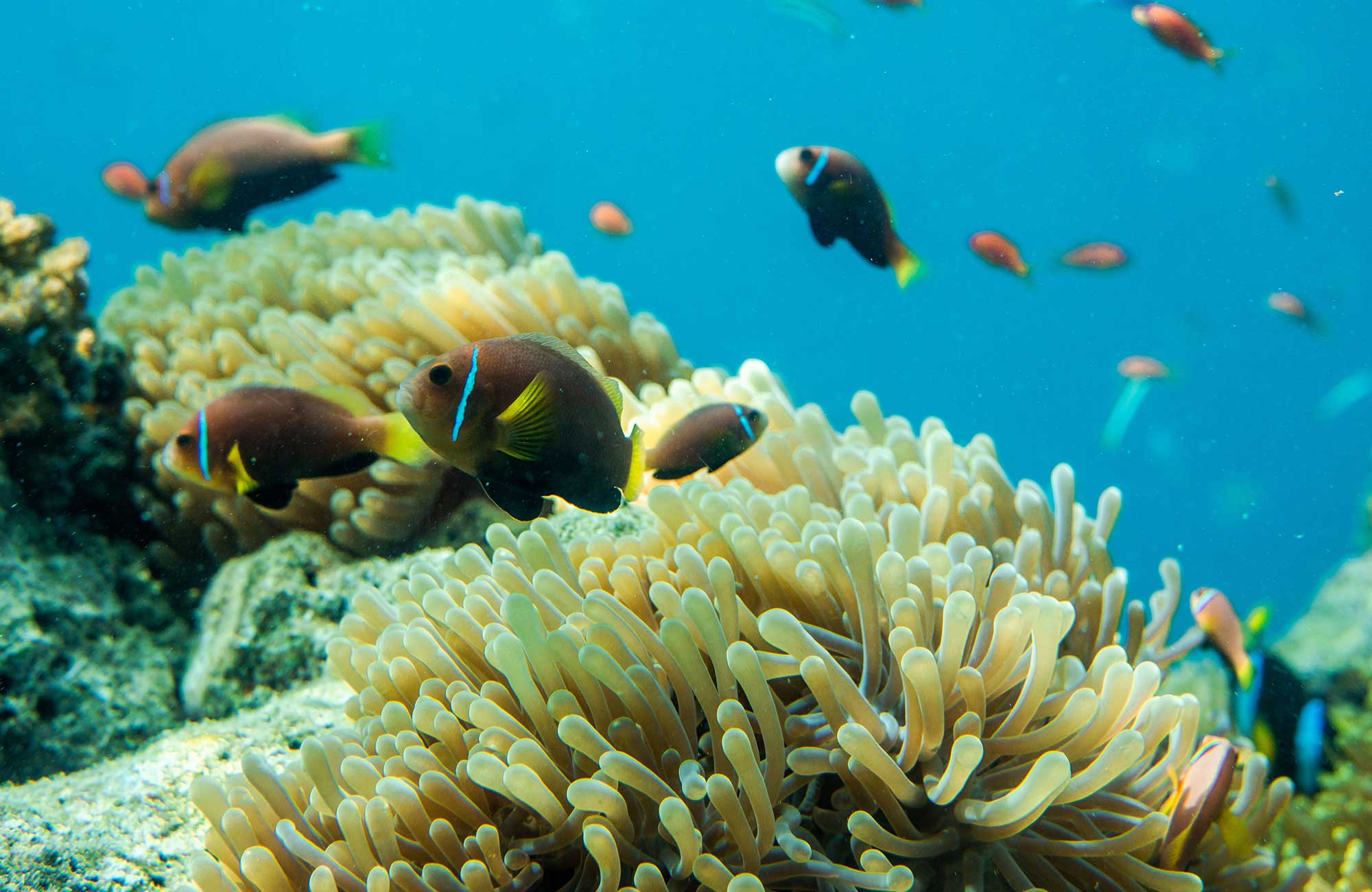 färgglada fiskar vid anemoner på maldiverna