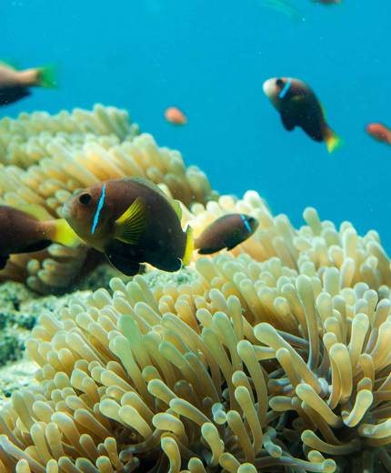 färgglada fiskar vid anemoner på maldiverna