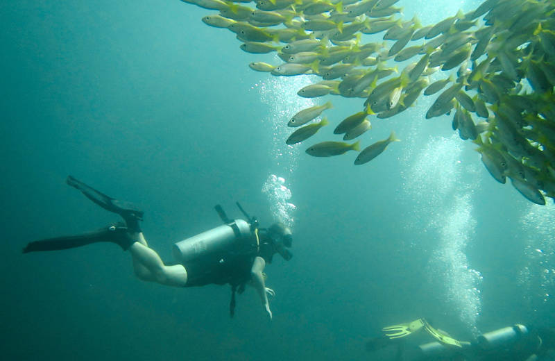diving-thailand-phi-phi-fish-and-diver