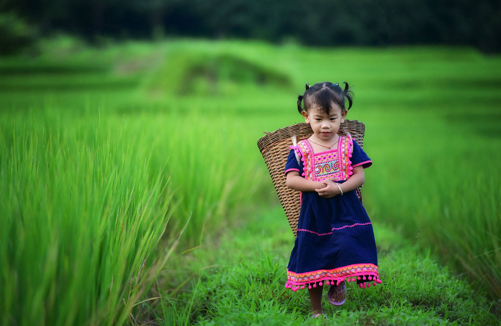 liten flicka promenerar på ett risfält i vietnam