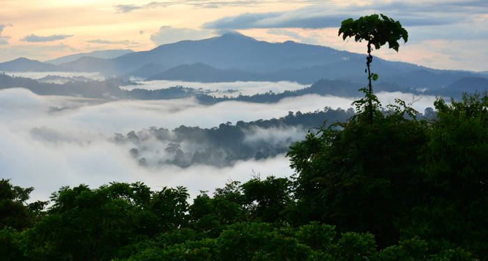 borneos regnskogar täckta med låga vita moln