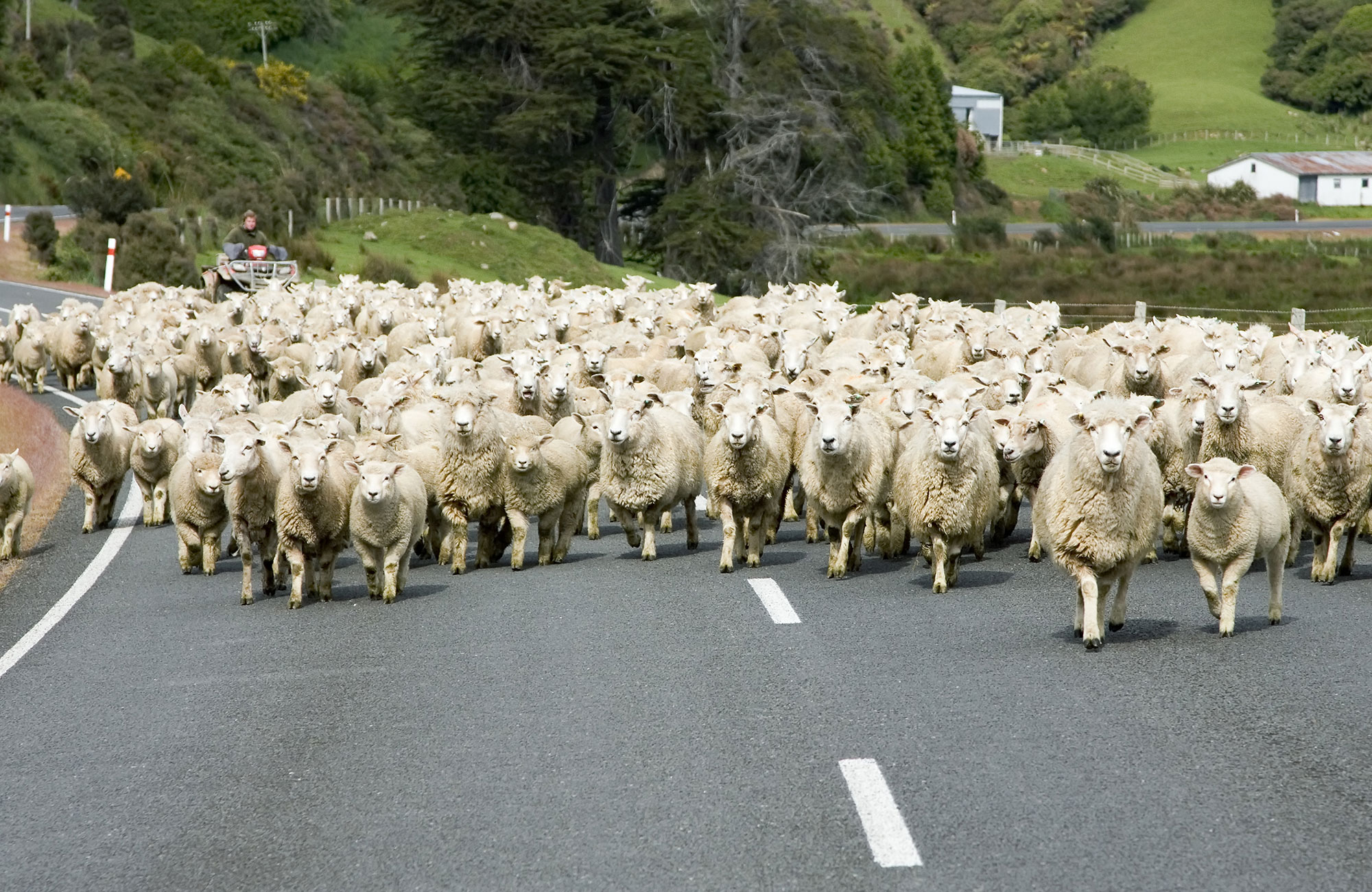 Hi-Top Campervan i Nya Zeeland
