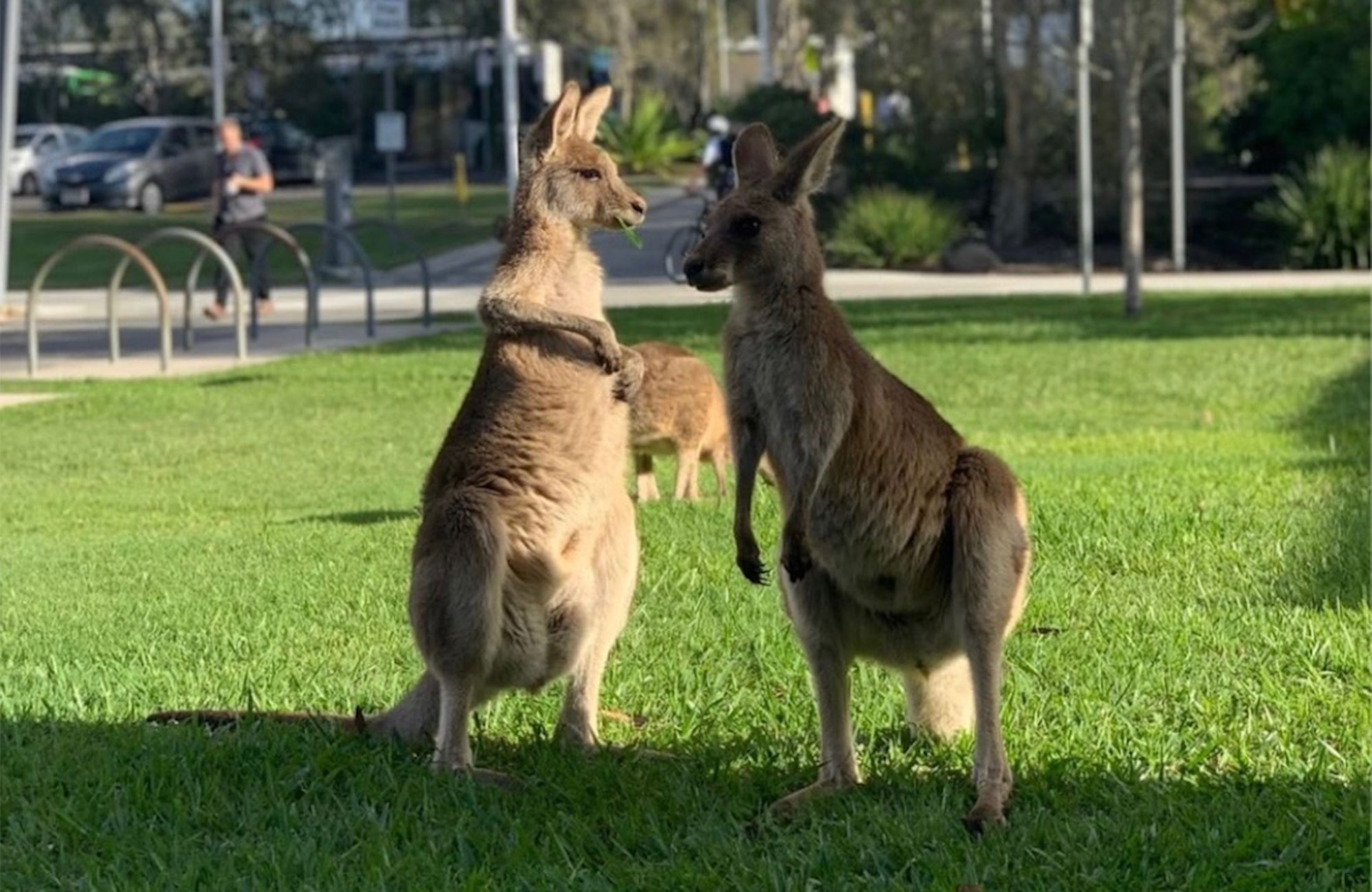 kängurus på campus vid USC i Australien