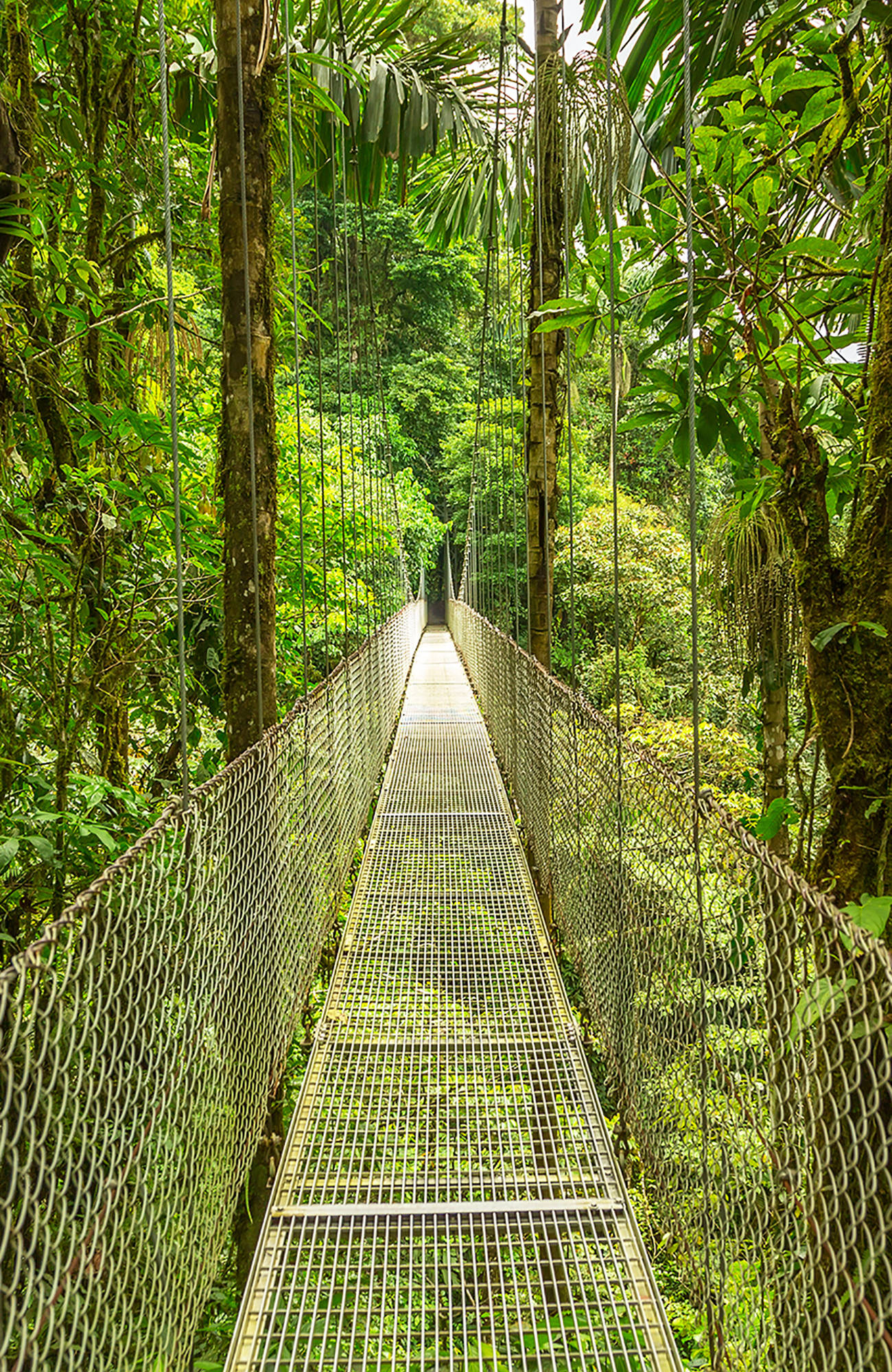 Upplev djungeln i Costa Rica
