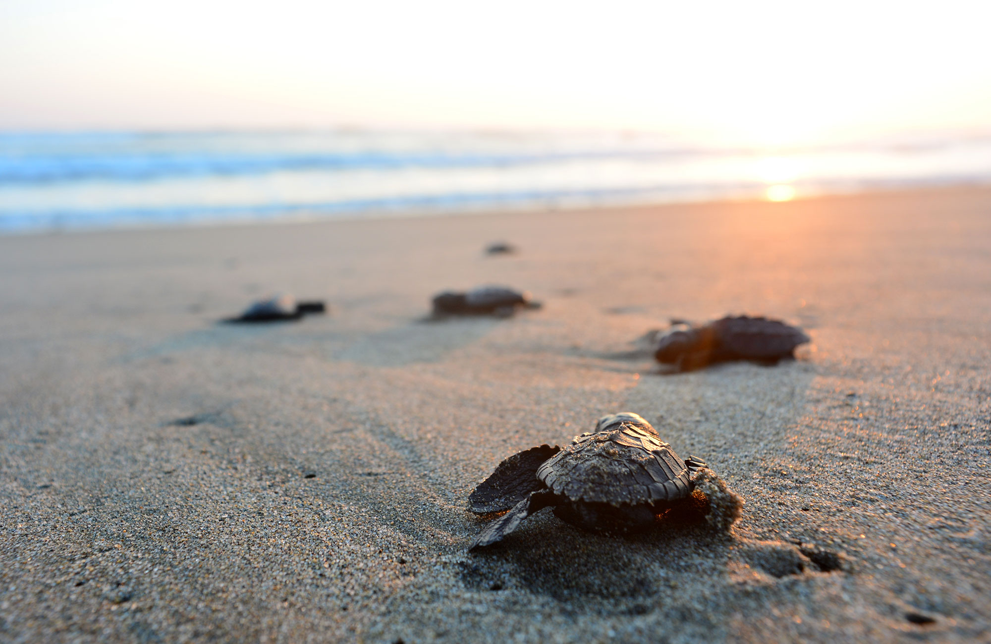 Rädda världens sköldpaddor genom volontärarbete