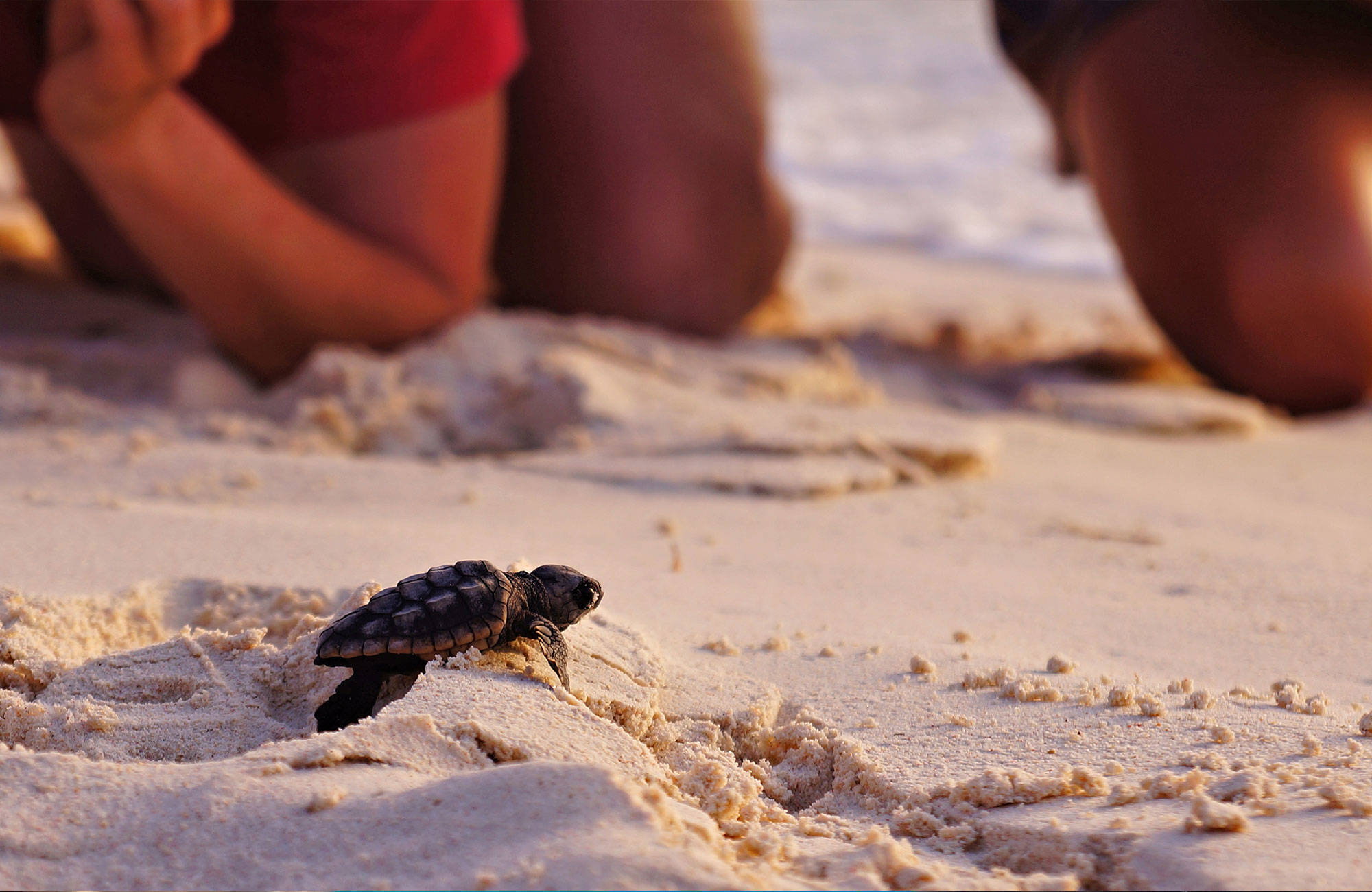 människor tittar på en nykläckt sköldpadda på stranden