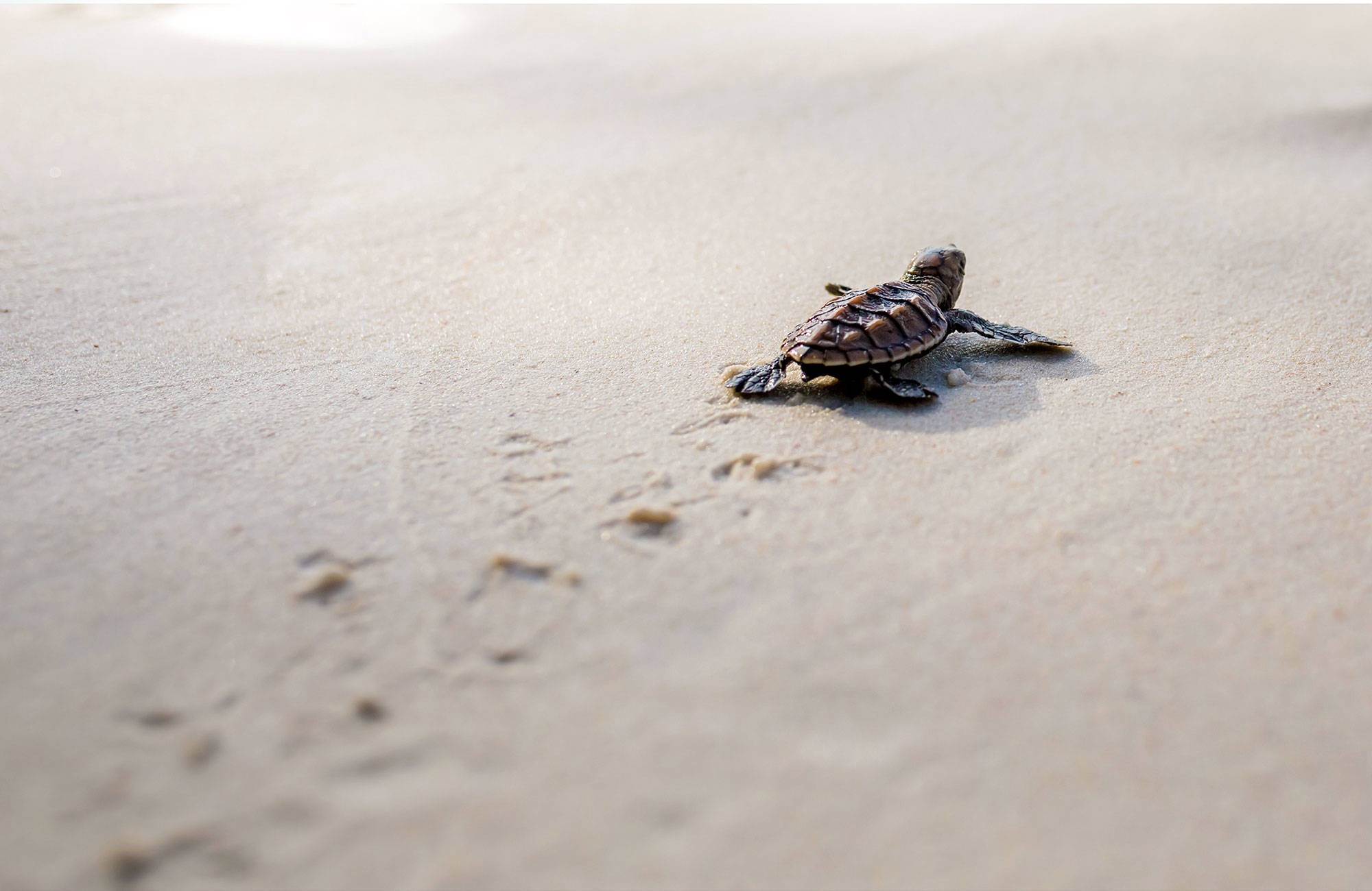 en nykläckt sköldpadda påväg ner till havet