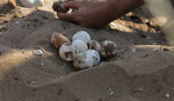 Turtle Eggs Northern Cyprus Cover