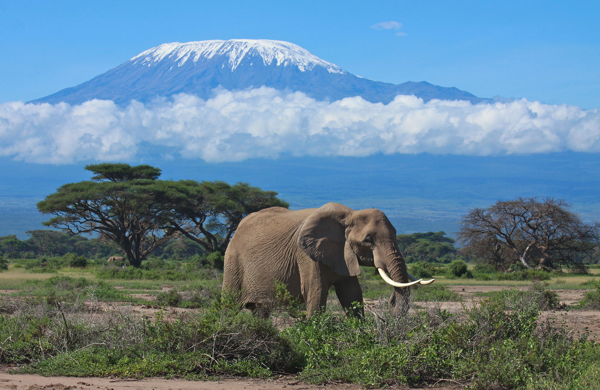 Under din resa till Kilimanjaro kommer du slår av bergstoppens skönhet i skymningen.