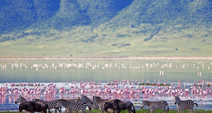 Tanzania Ngorongoro Zebras And Flamingos