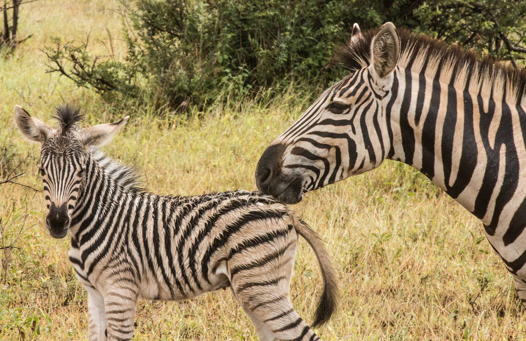 Färggranna hus vid Bo-Kaap i Kapstaden, Sydafrika