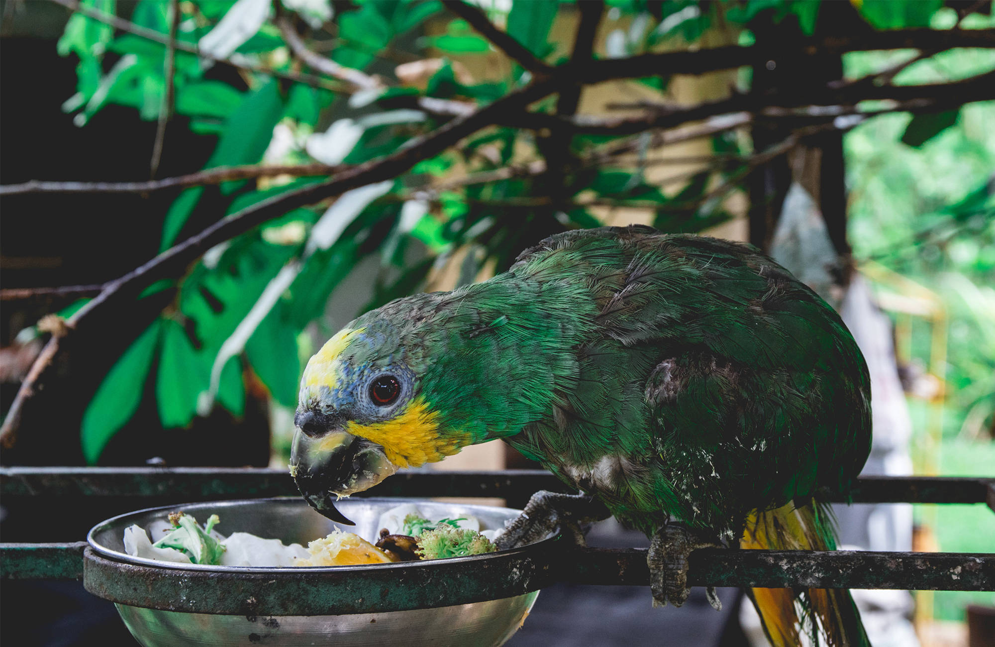 papegoja äter från en skål