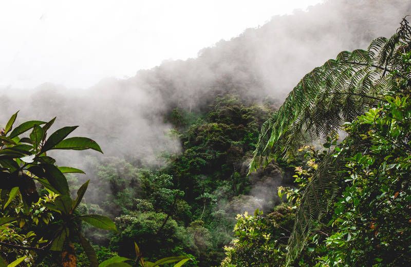 Fog rising up from the lush green Amazon jungle near Banjo in Ecuador