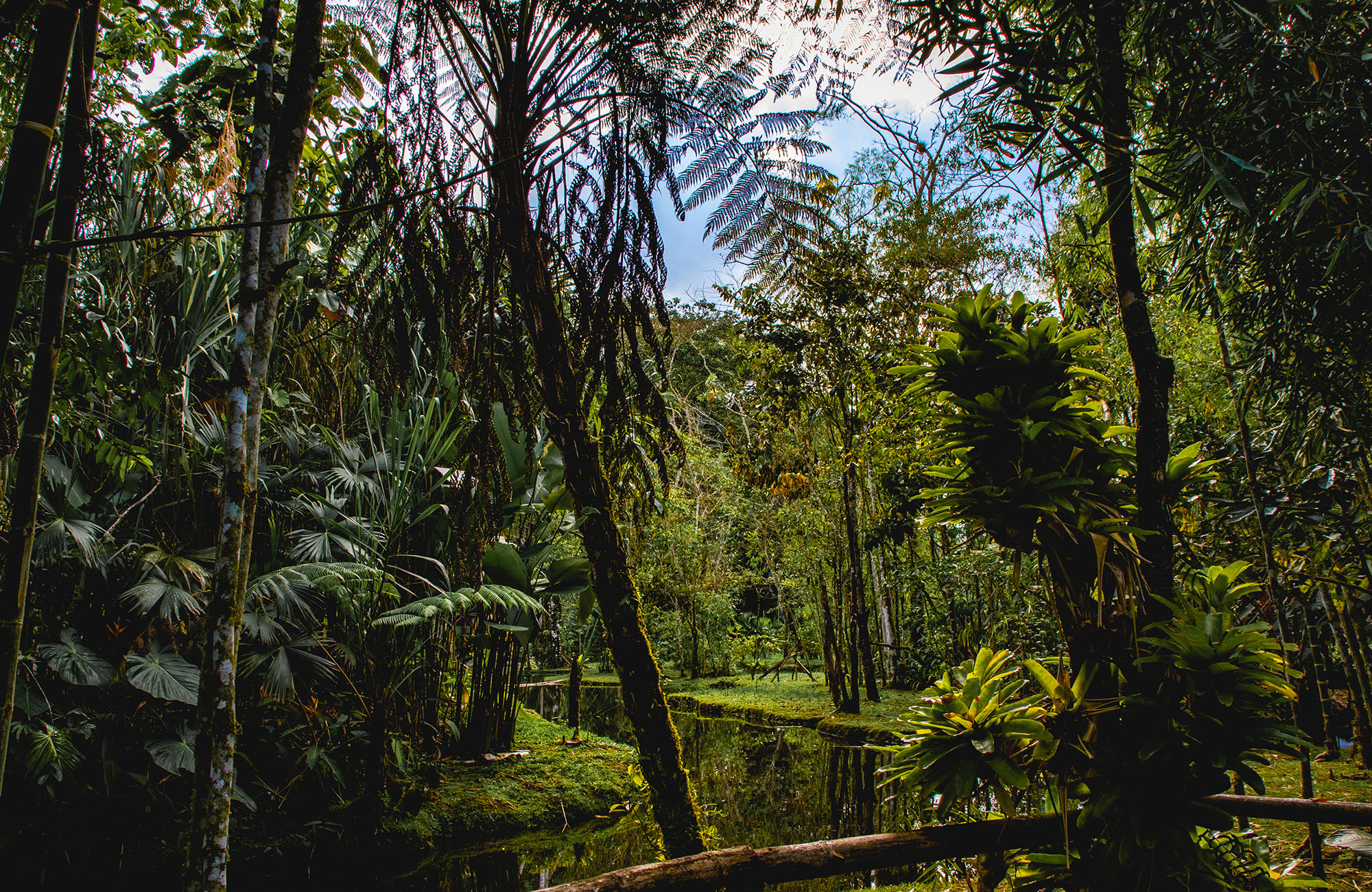 Ecuador Puyo Jungle Area