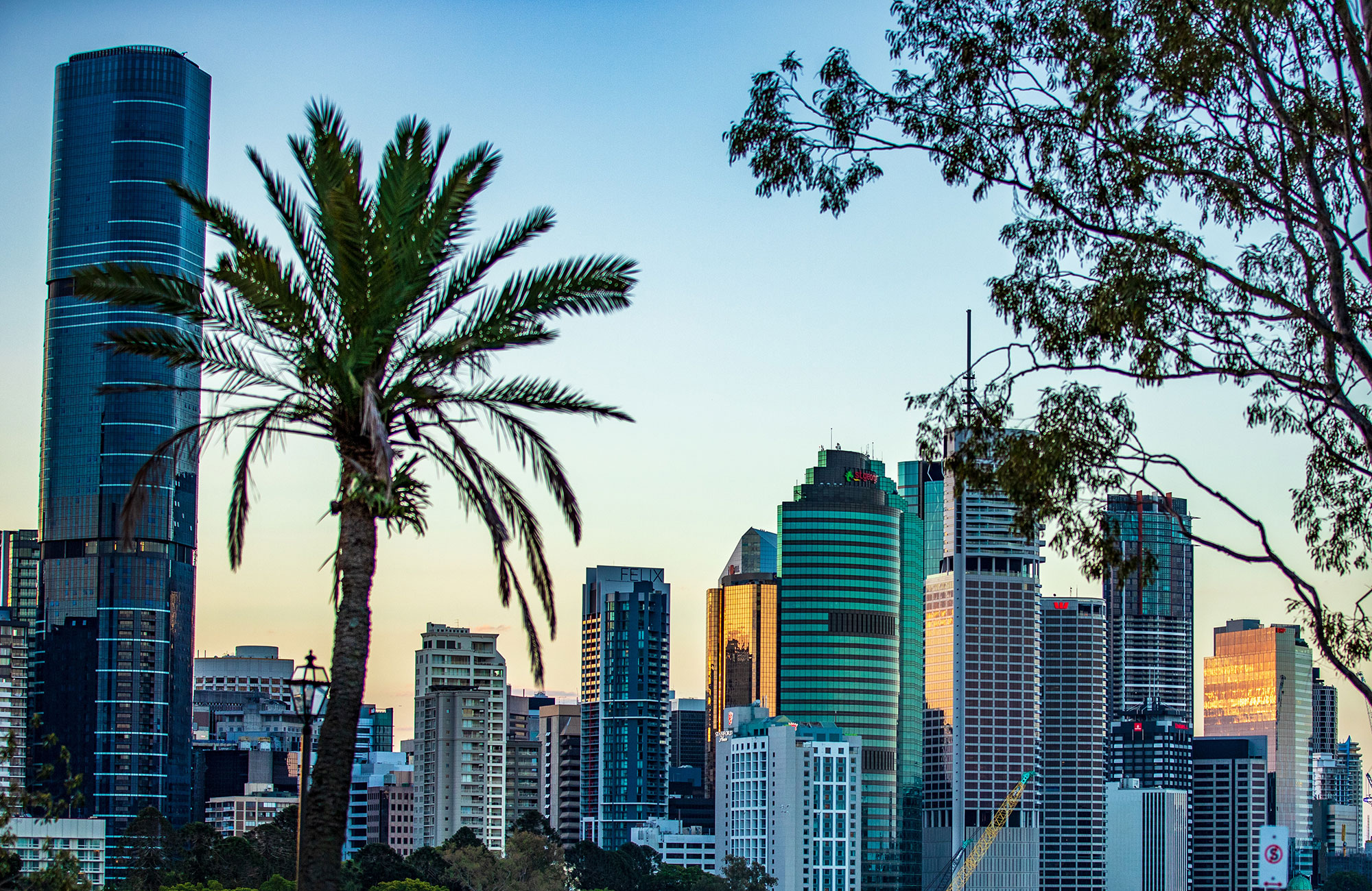 Australia Brisbane City View Palm Tree