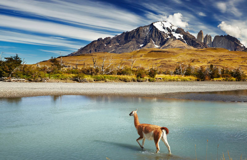 Llama crossing shallow waters with yellow grass hills and snow-topped mountains in the background, situated in Torres del Paine National Park