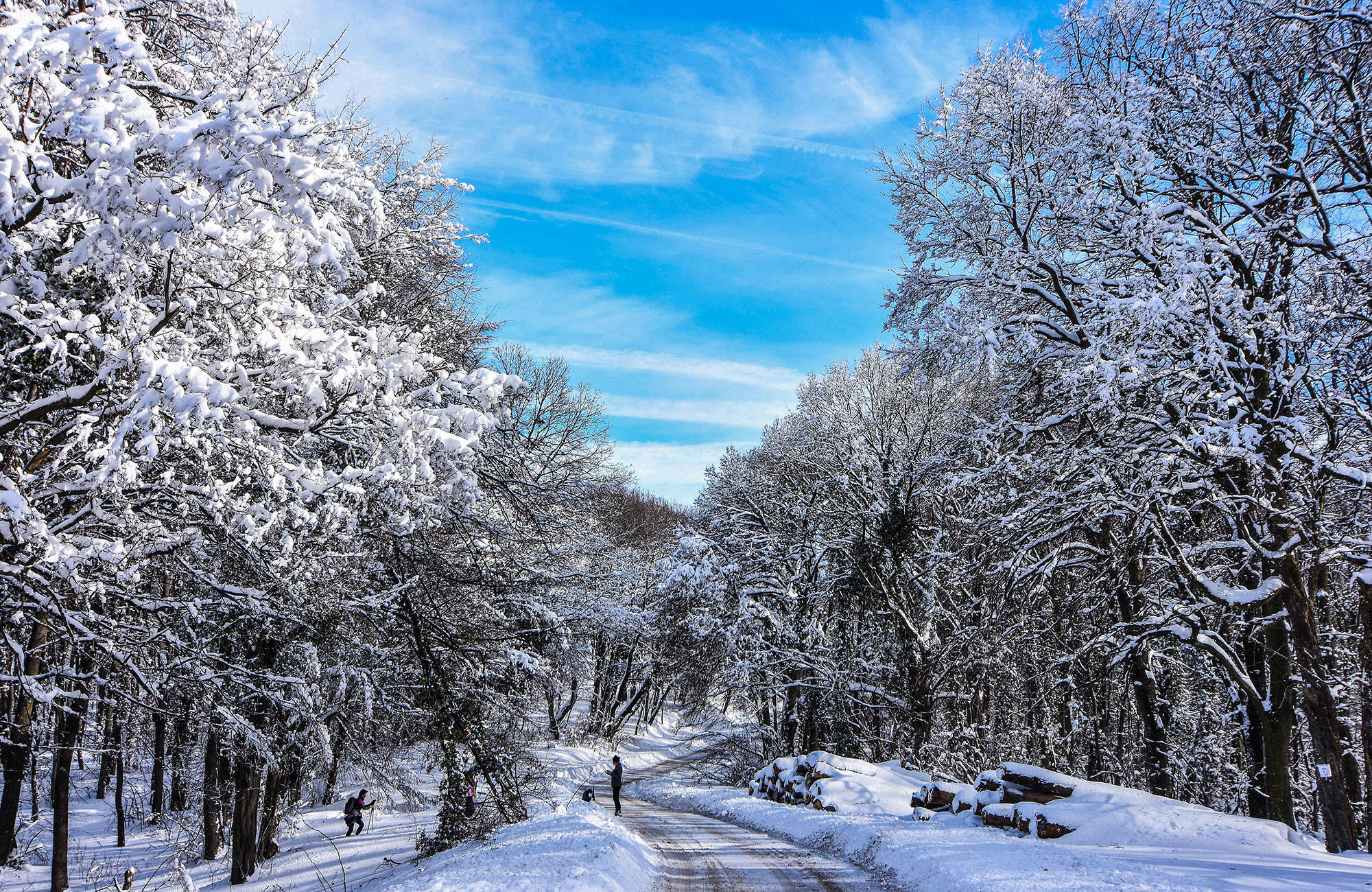 Väg med omgivande natur och snö under en resa till Novi Sad 