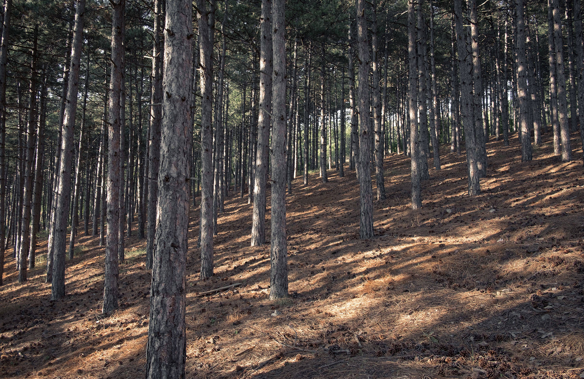 trädstammar på en sluttning i skogen