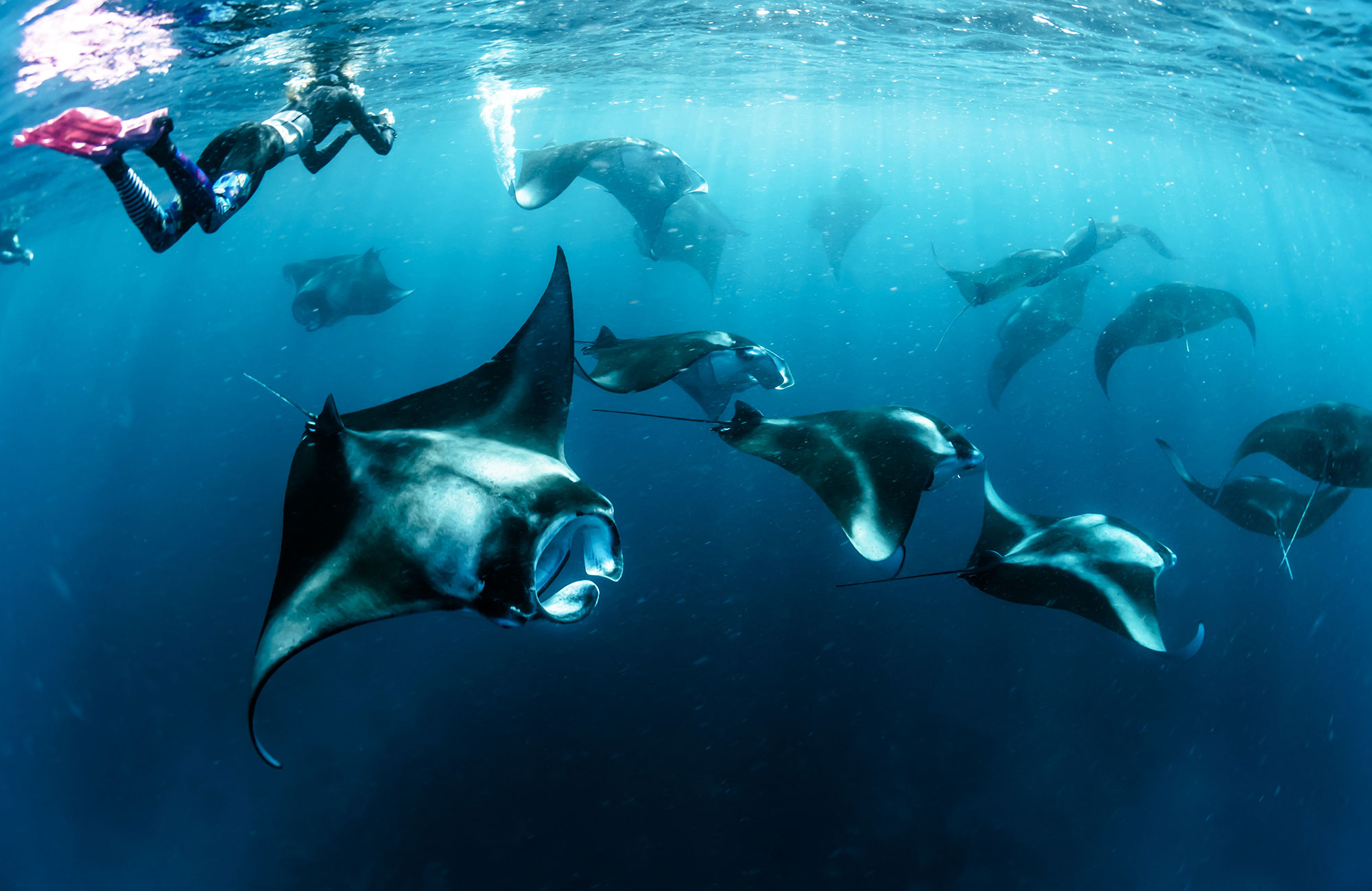 Dykning på Maldiverna