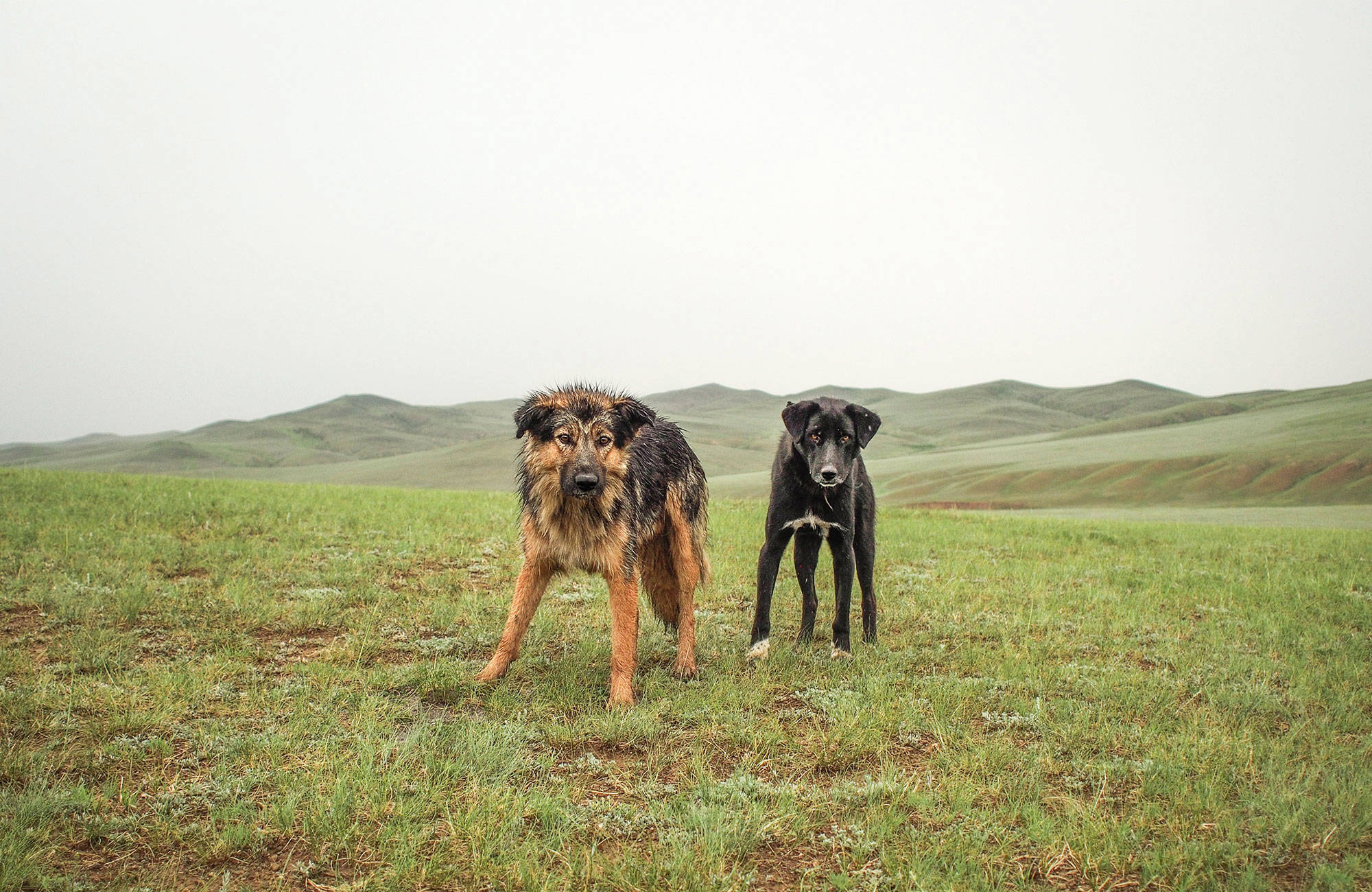två vilda hundar och glässlätt under en resa till mongoliet