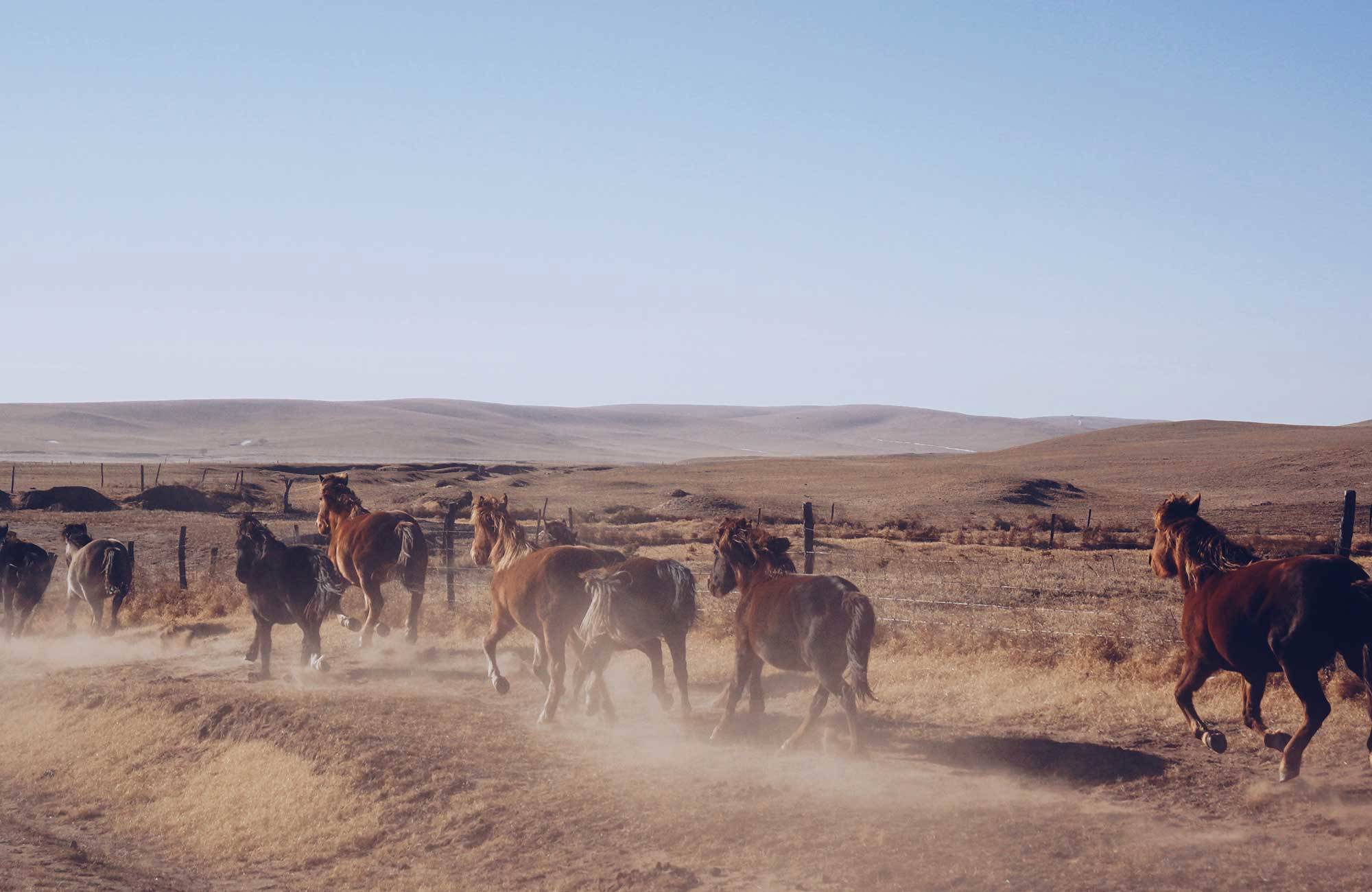 hästar springer i torrt landskap under en resa till mongoliet