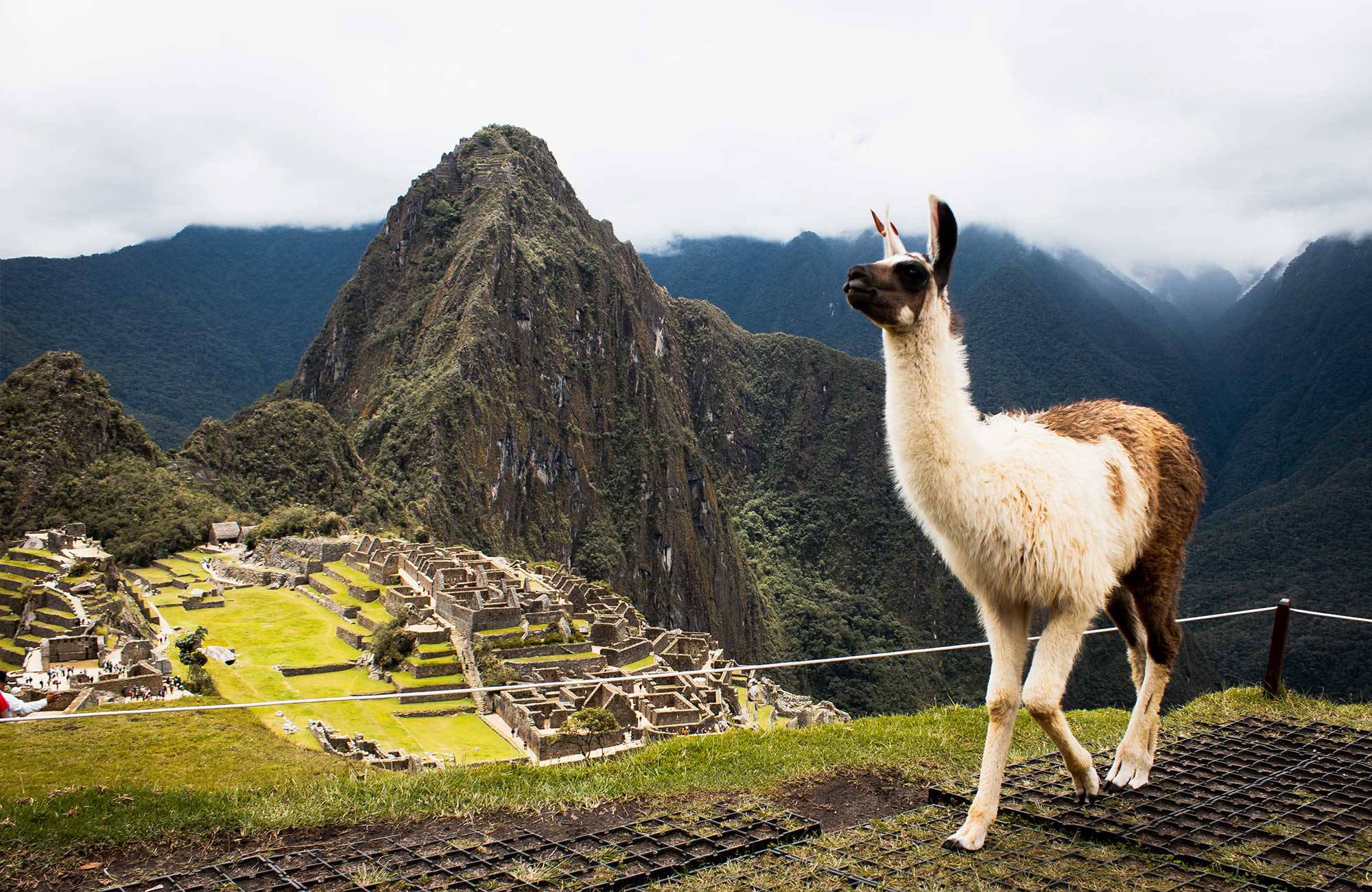 Machu Picchu Peru Alpaca Strolling Cover