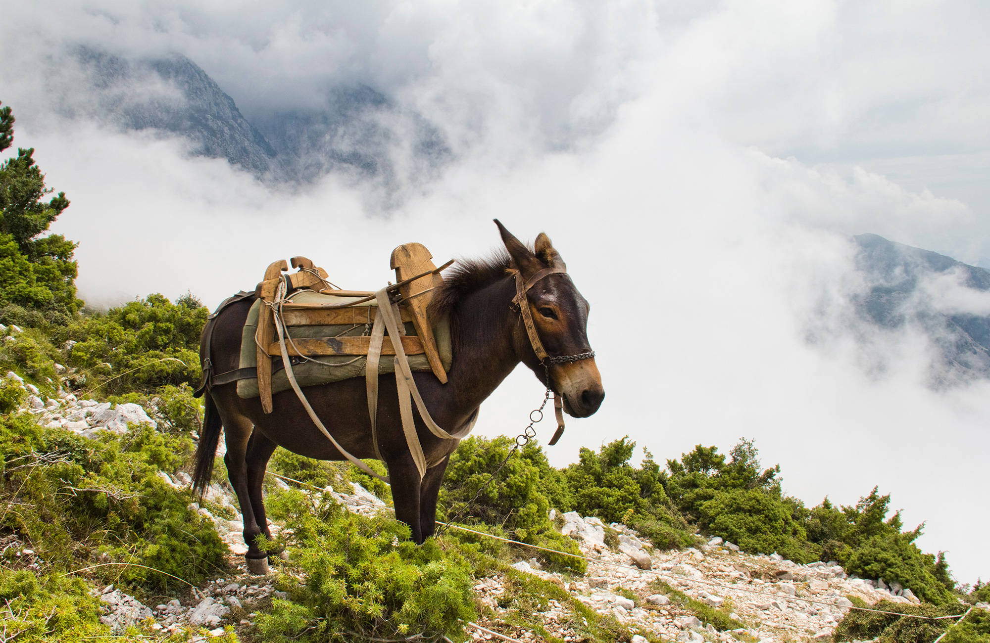 En åsna uppe på ett berg i Vlora