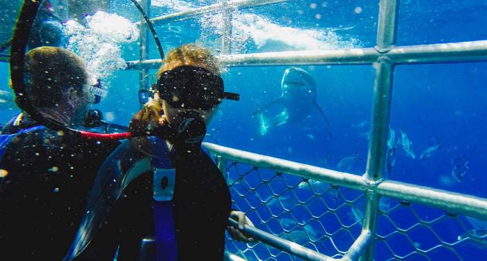 Gansbaai Cagediving Great White Shark